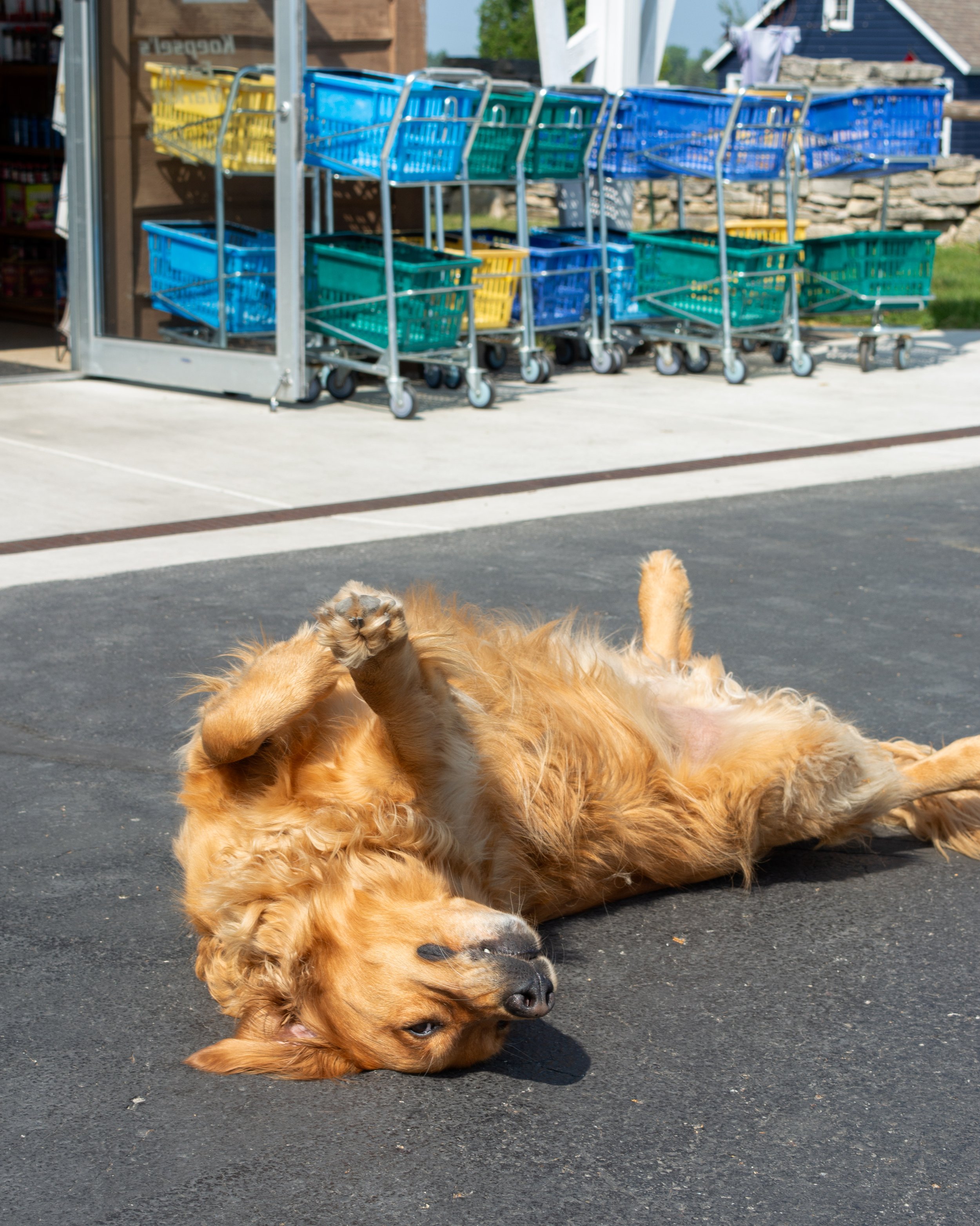 Acher-pets-5-fw.jpg