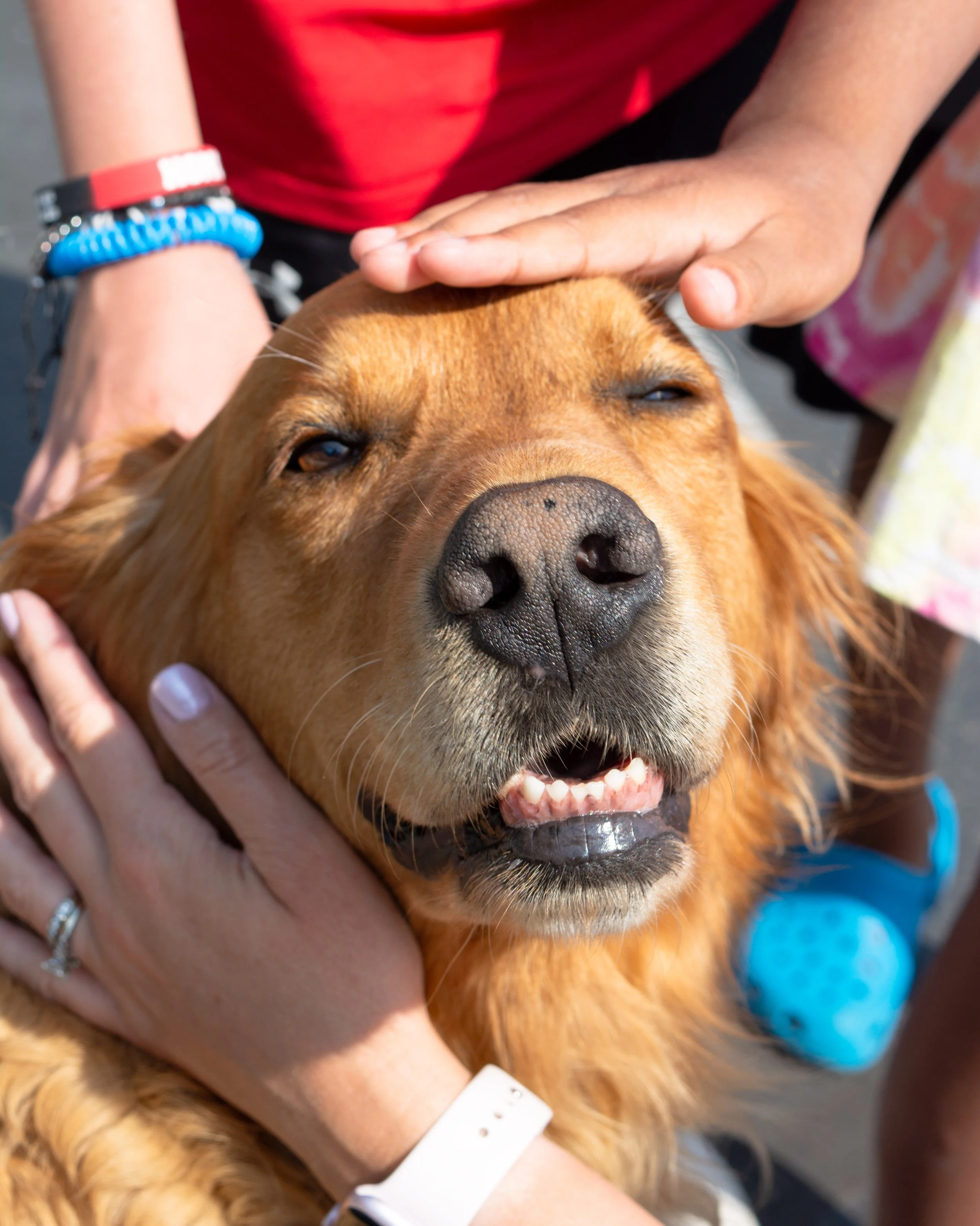 Acher-pets-1-FW.jpg