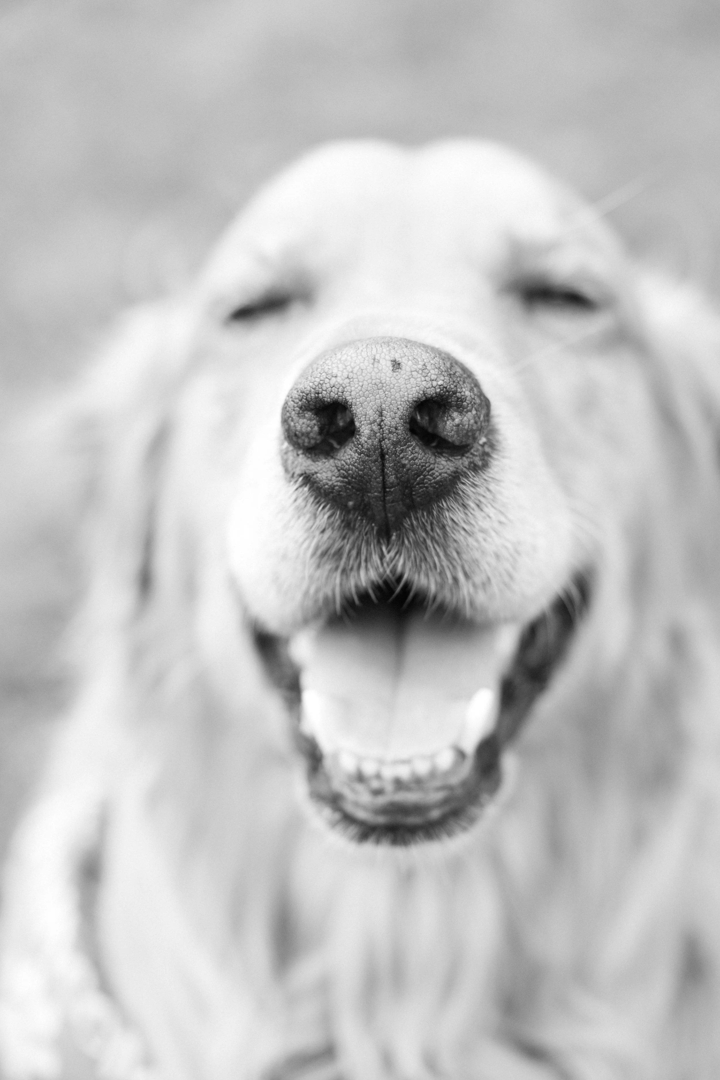 Archer-nose-blacknwhite-FW.jpg