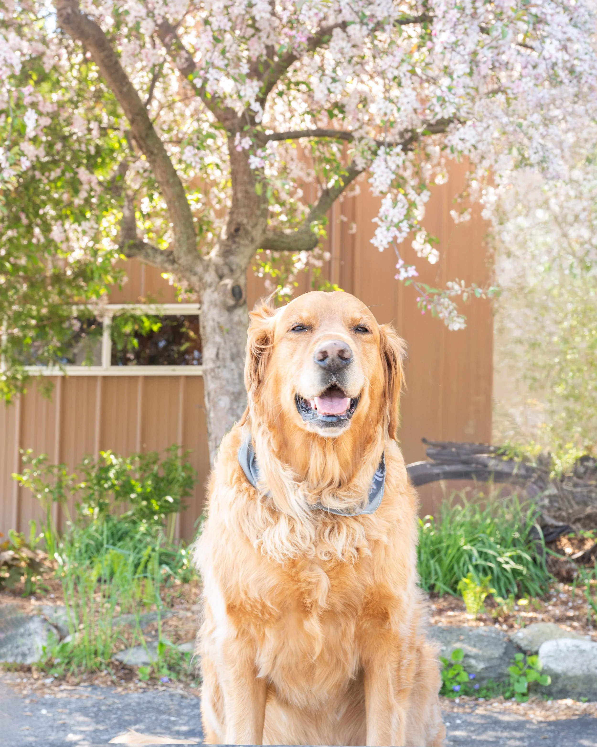 Archer-flowers-FW.jpg
