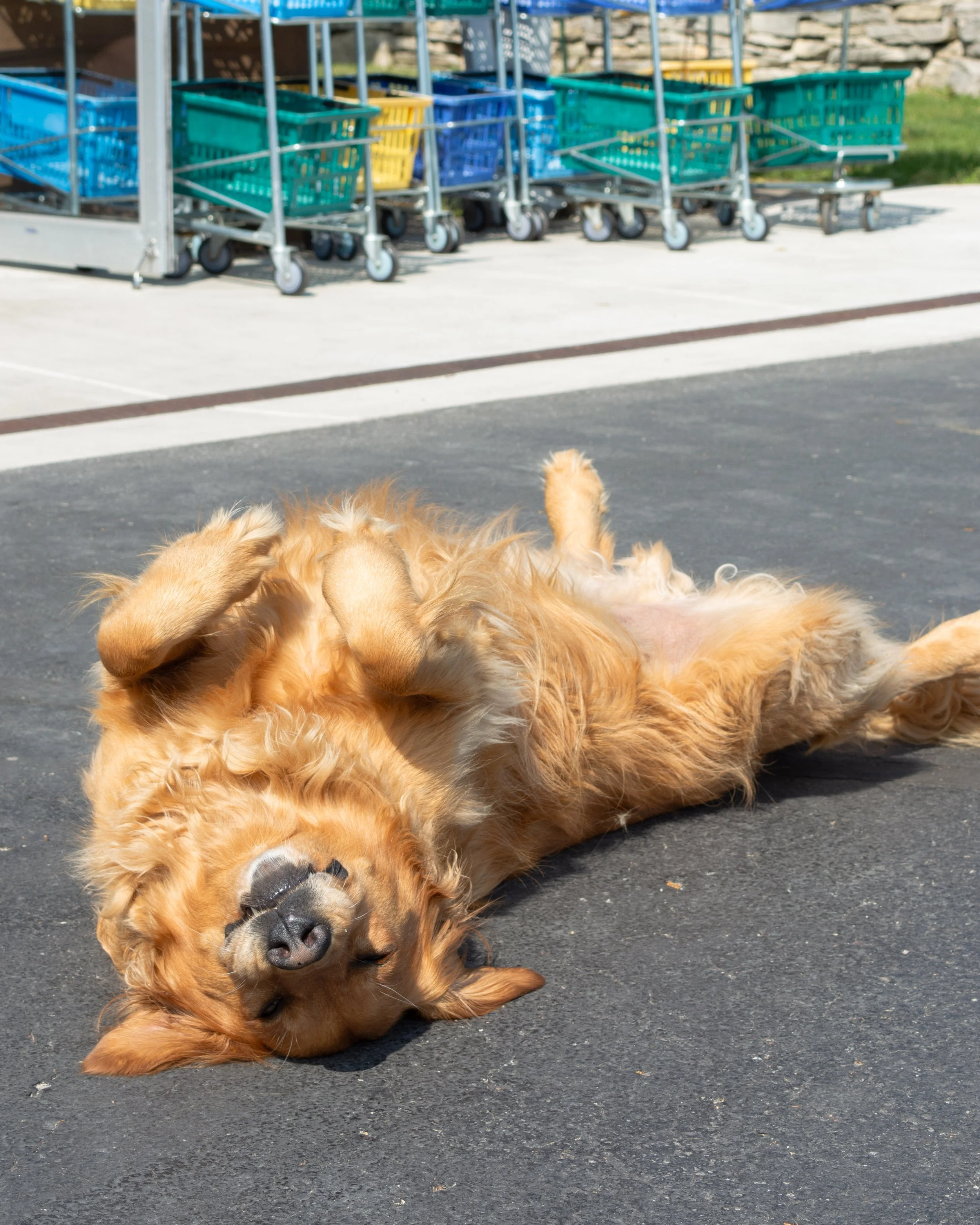 Acher-pets-7-FW.jpg