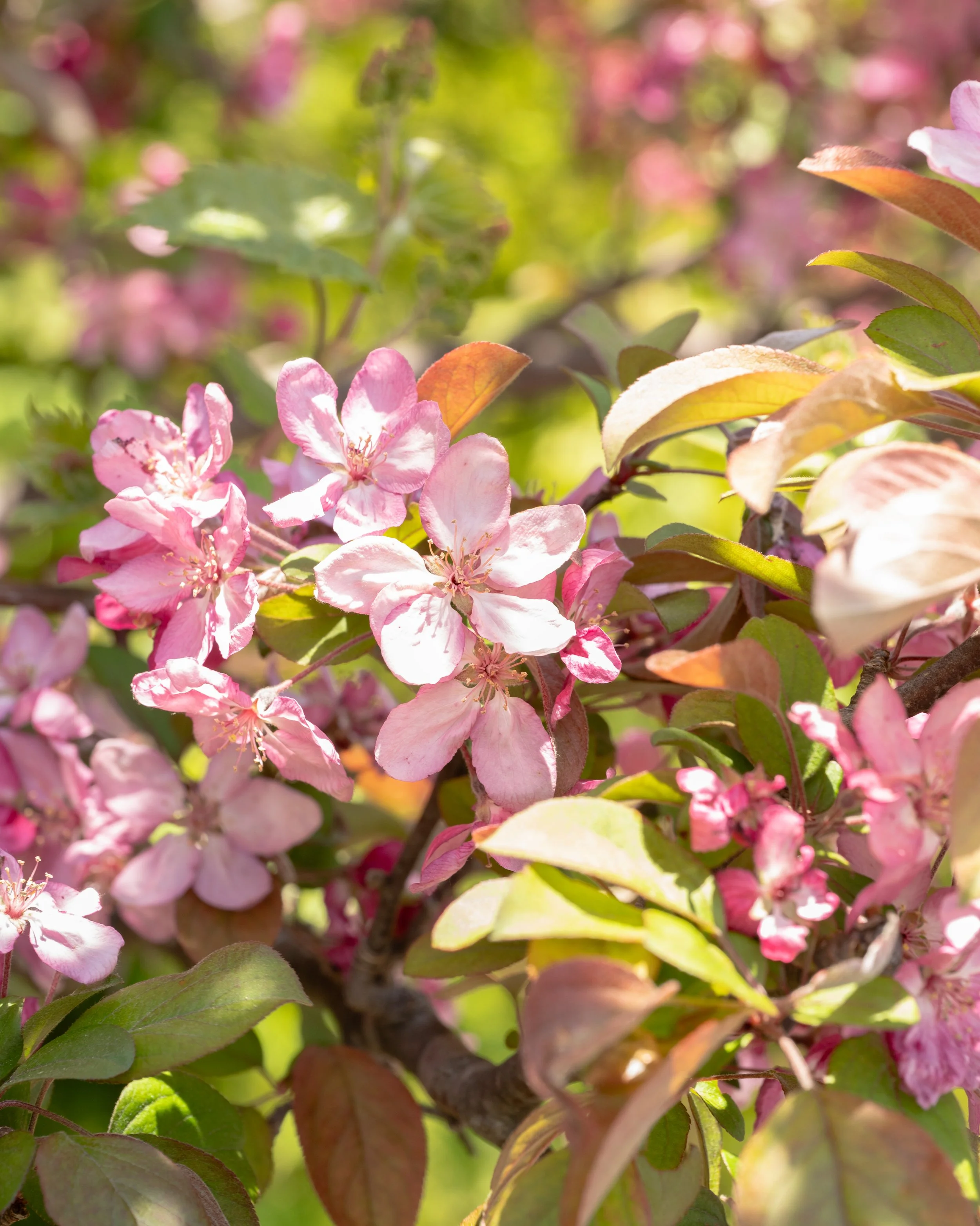 Flowers-1-FW.jpg