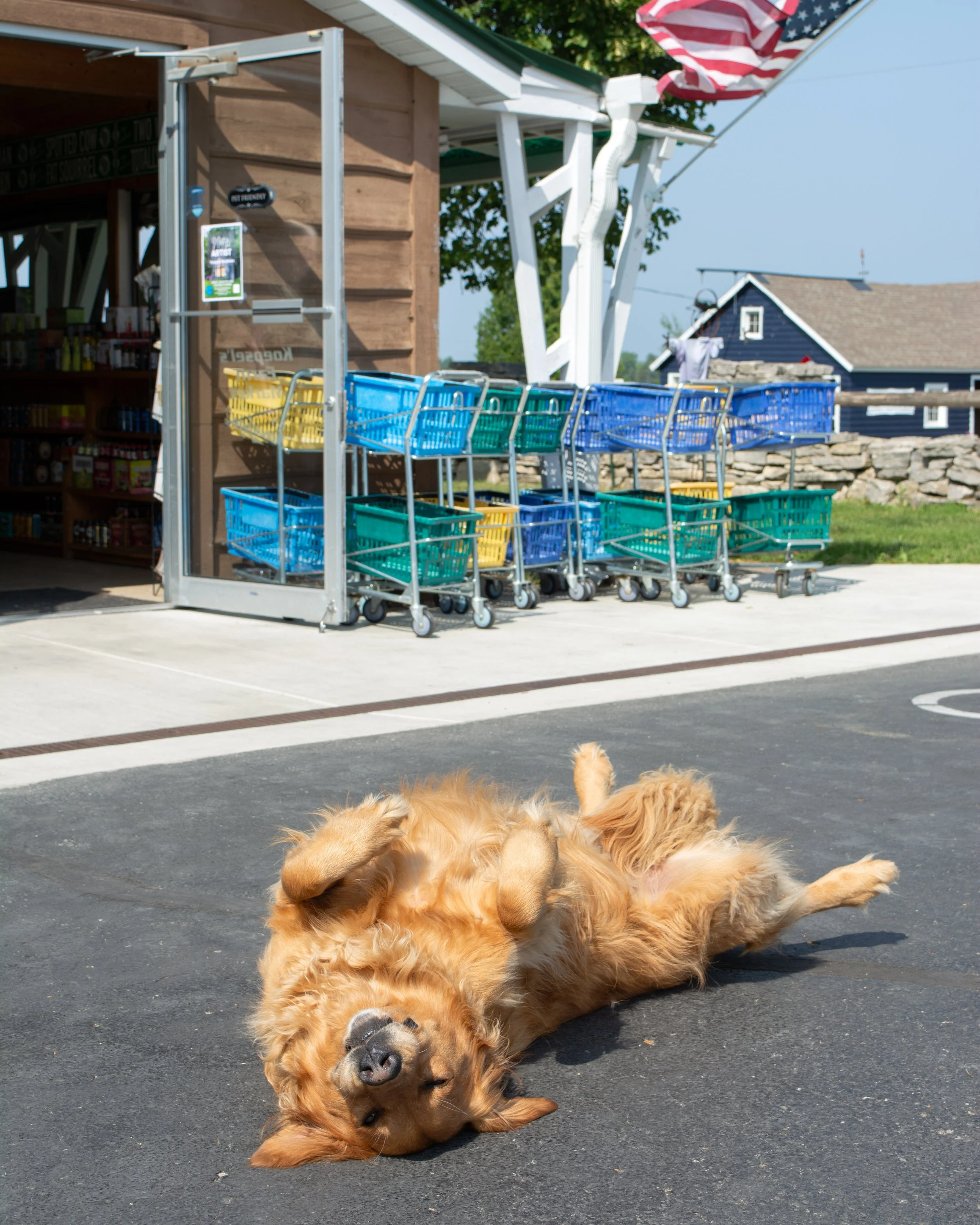 Acher-pets-8-FW.jpg