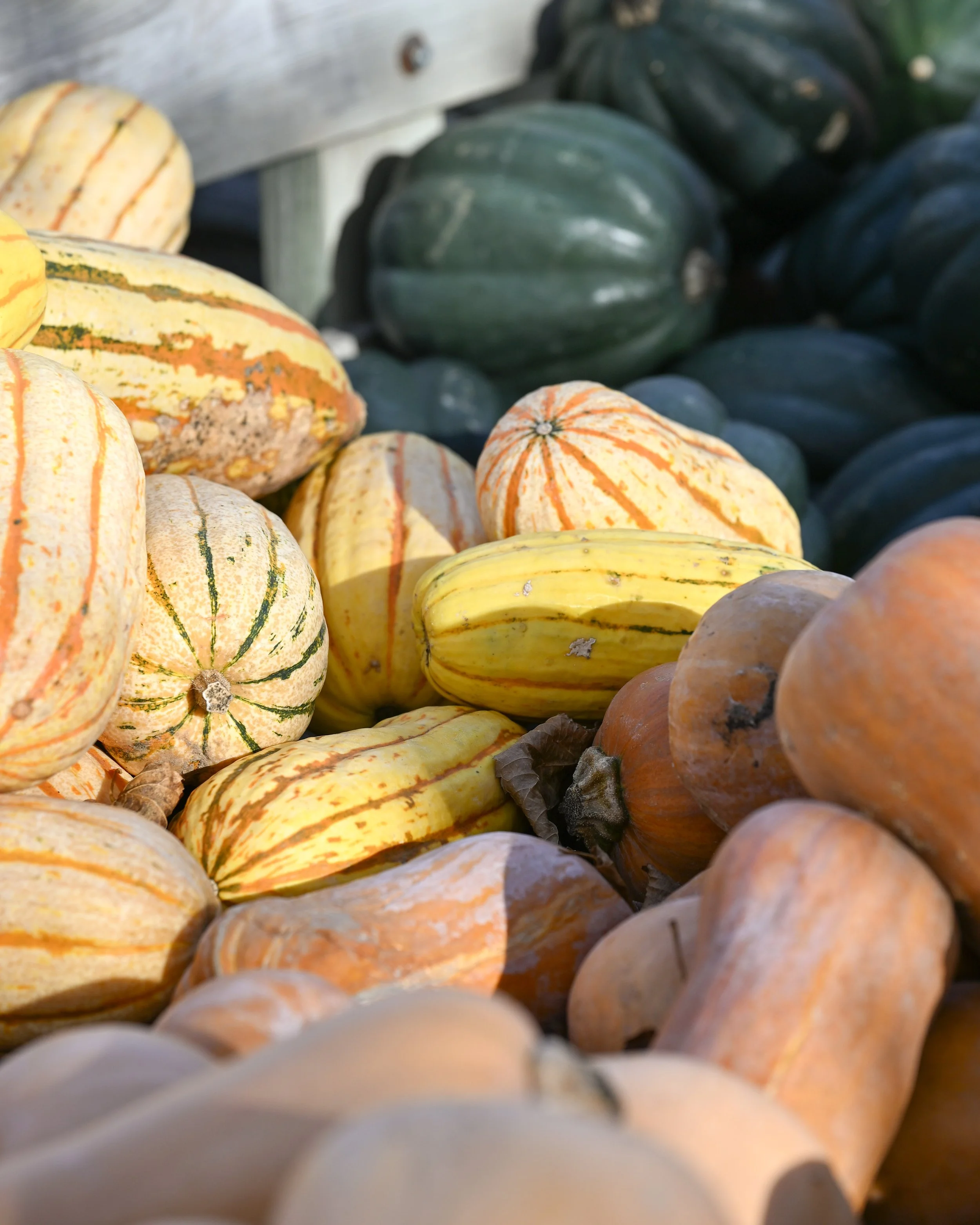 Pumkins-1-FW.jpg