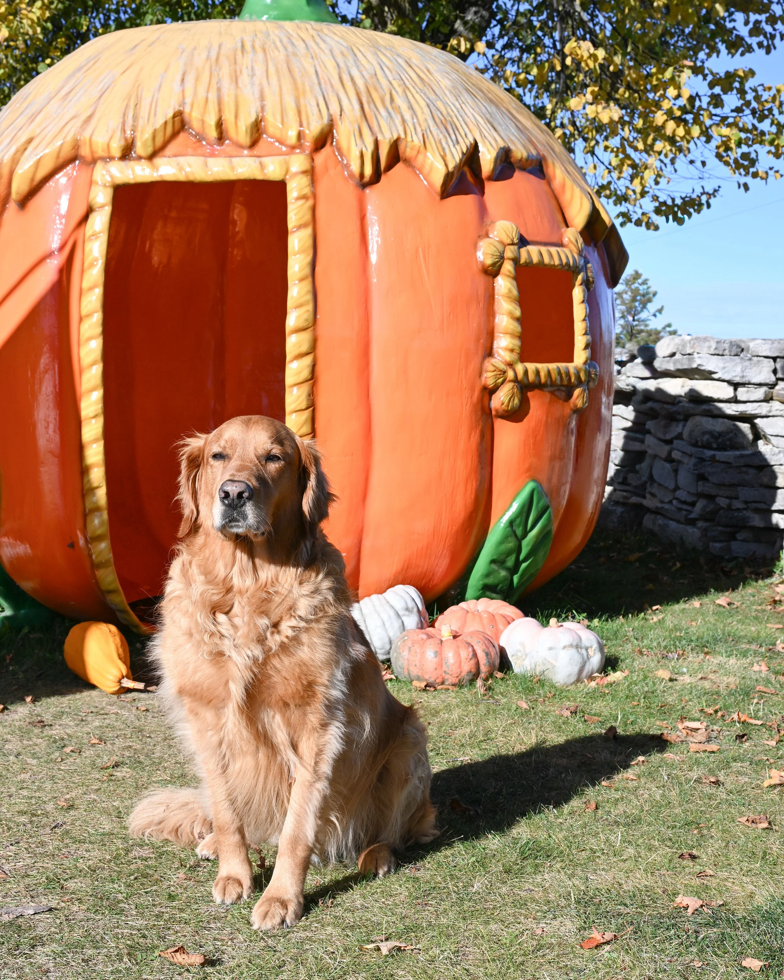 Archer+Pumkin-FW.jpg