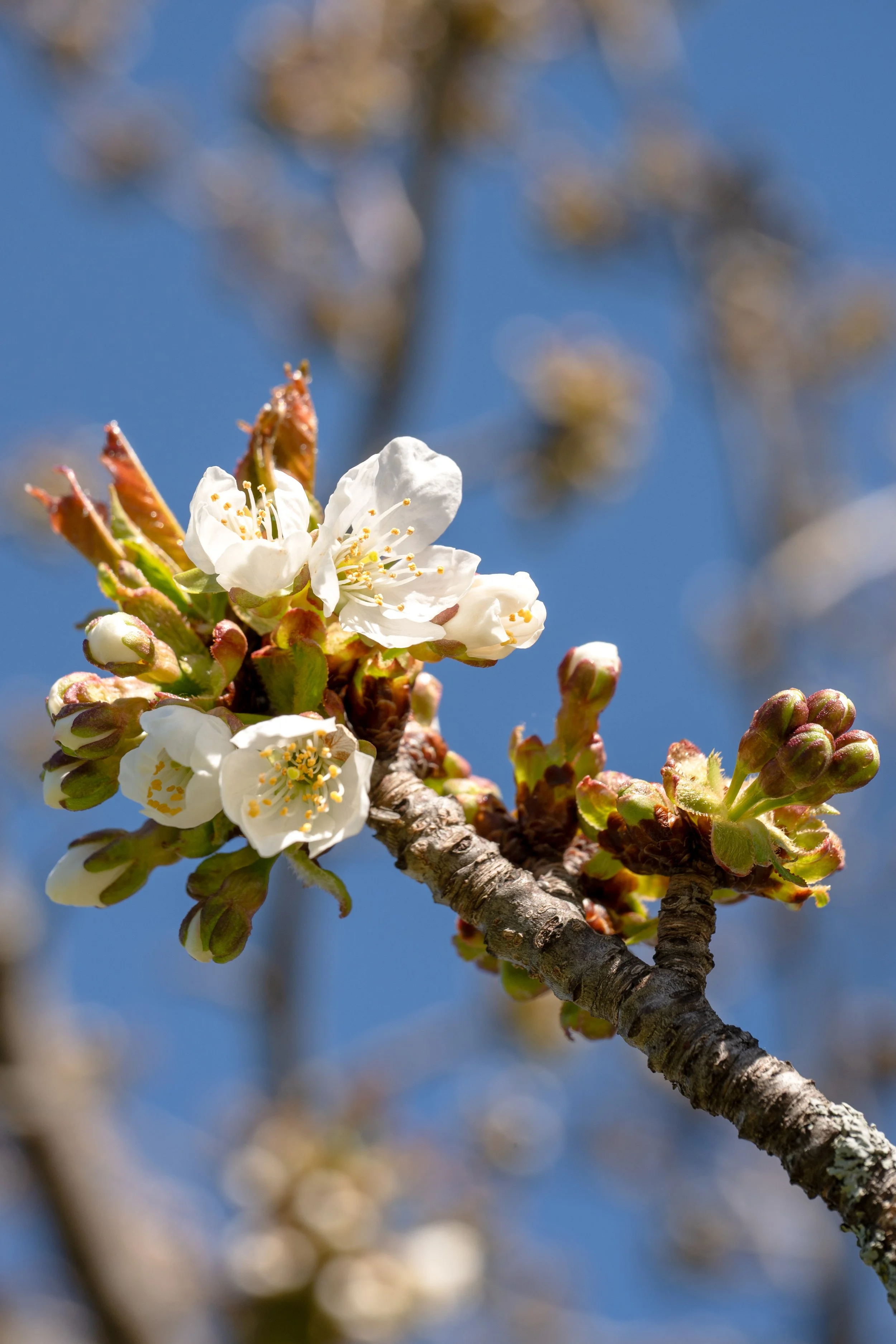 Bloom-1-long-fw.jpg