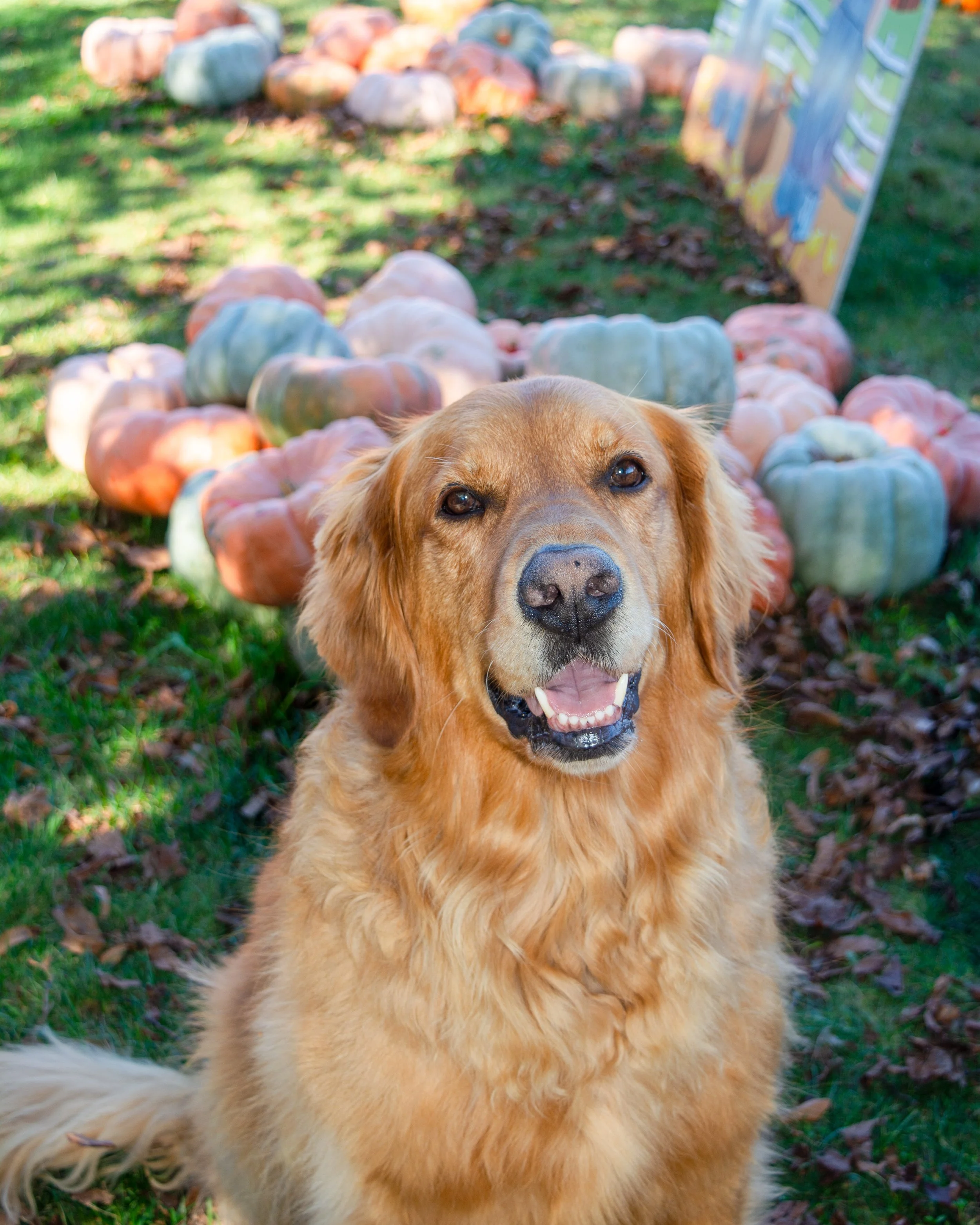 Archer-Flash-Pumkins-FW.jpg