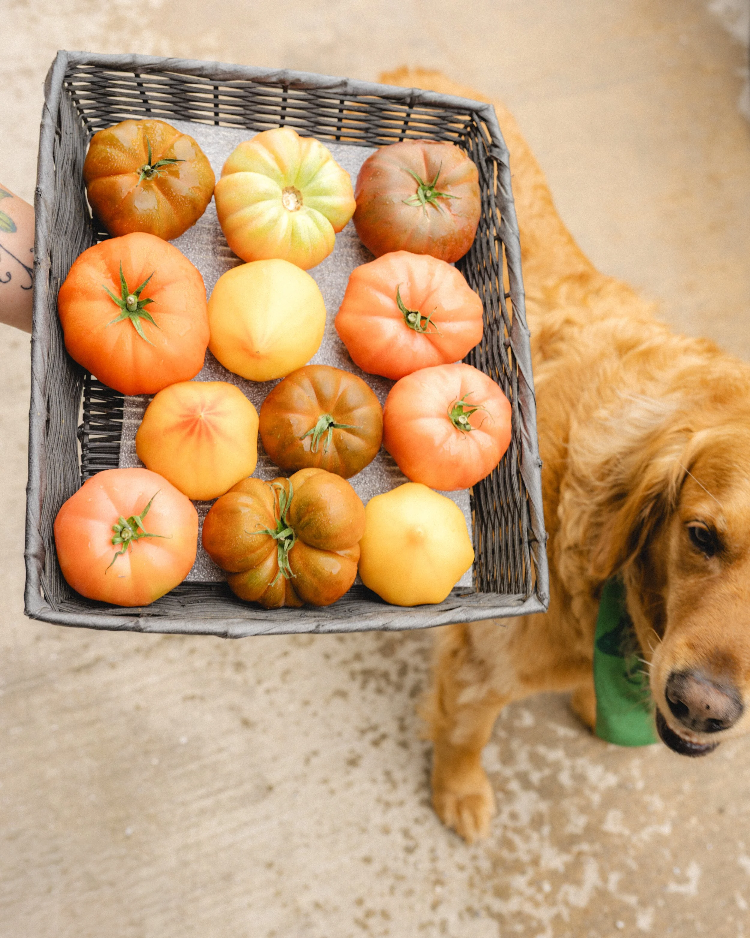 Archer-tomatoes-3.jpg