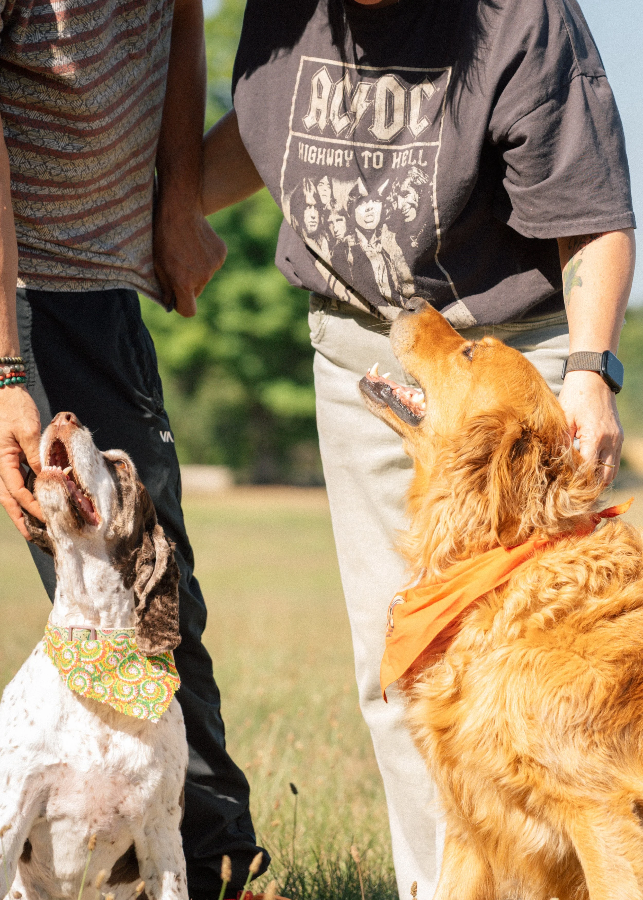 Dogs-lookup.jpg