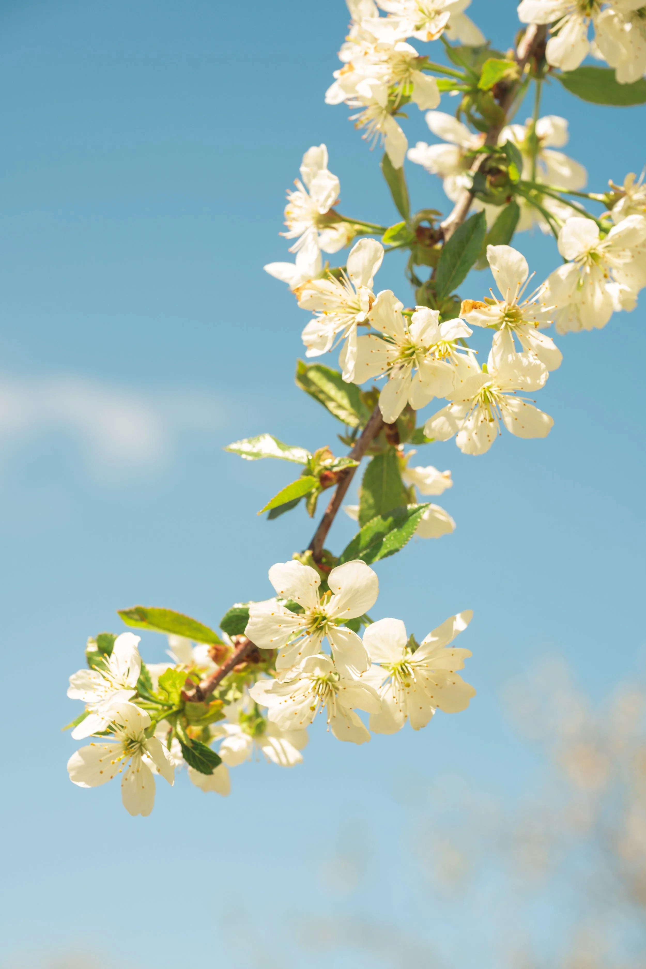 Blooms-1-fw.jpg
