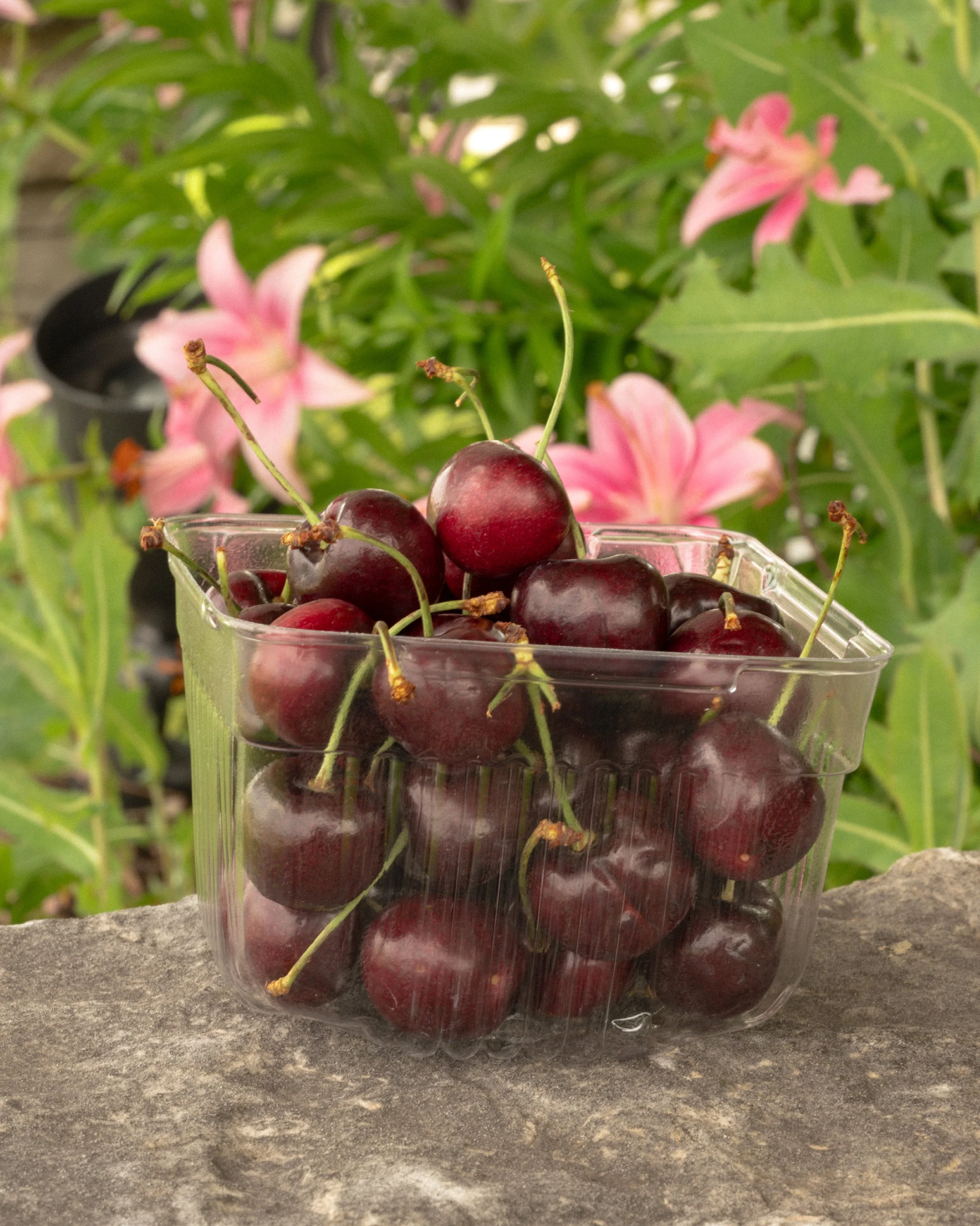 cheries-closeup-fw.jpg