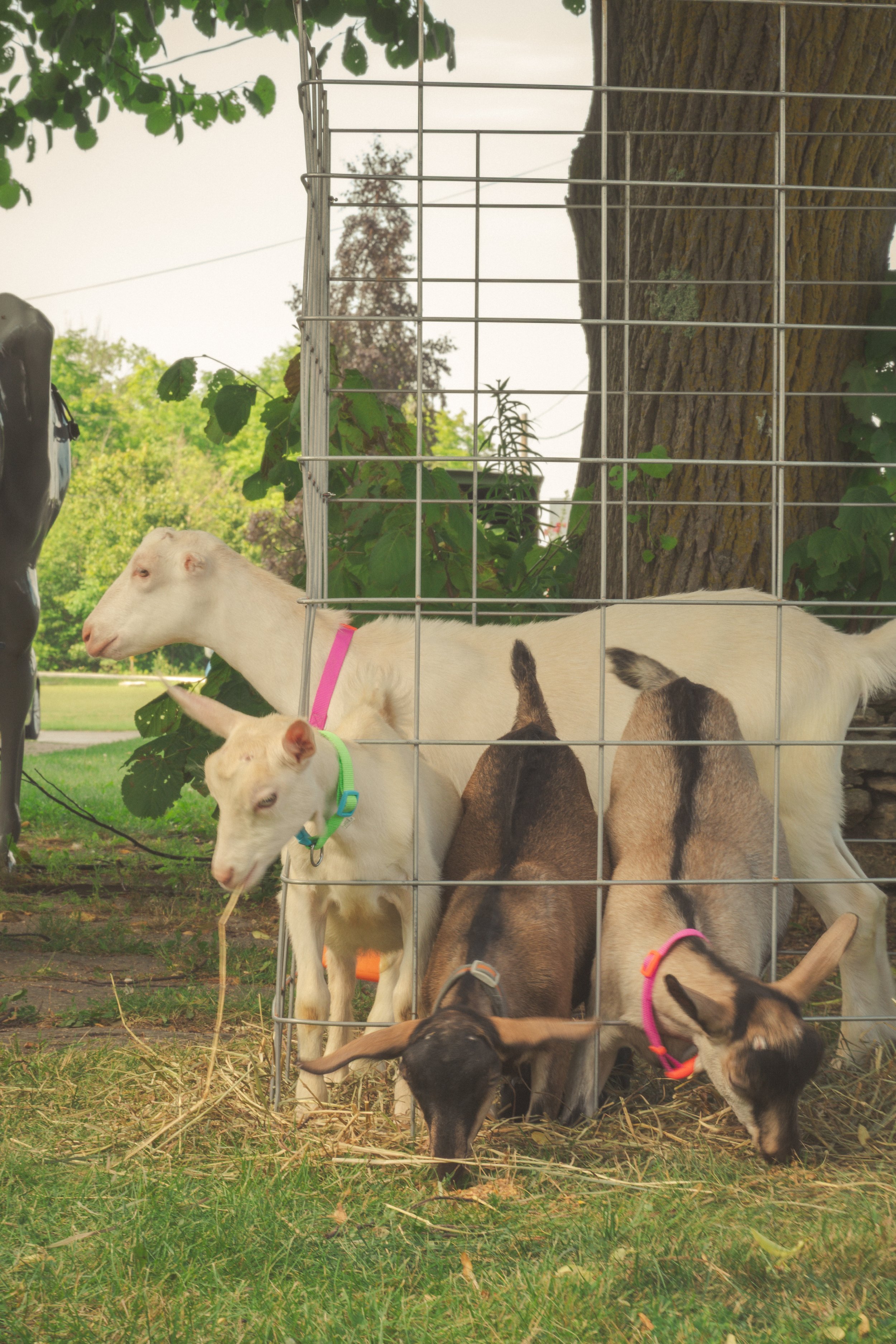 Goats-koepsels-2-FW.jpg