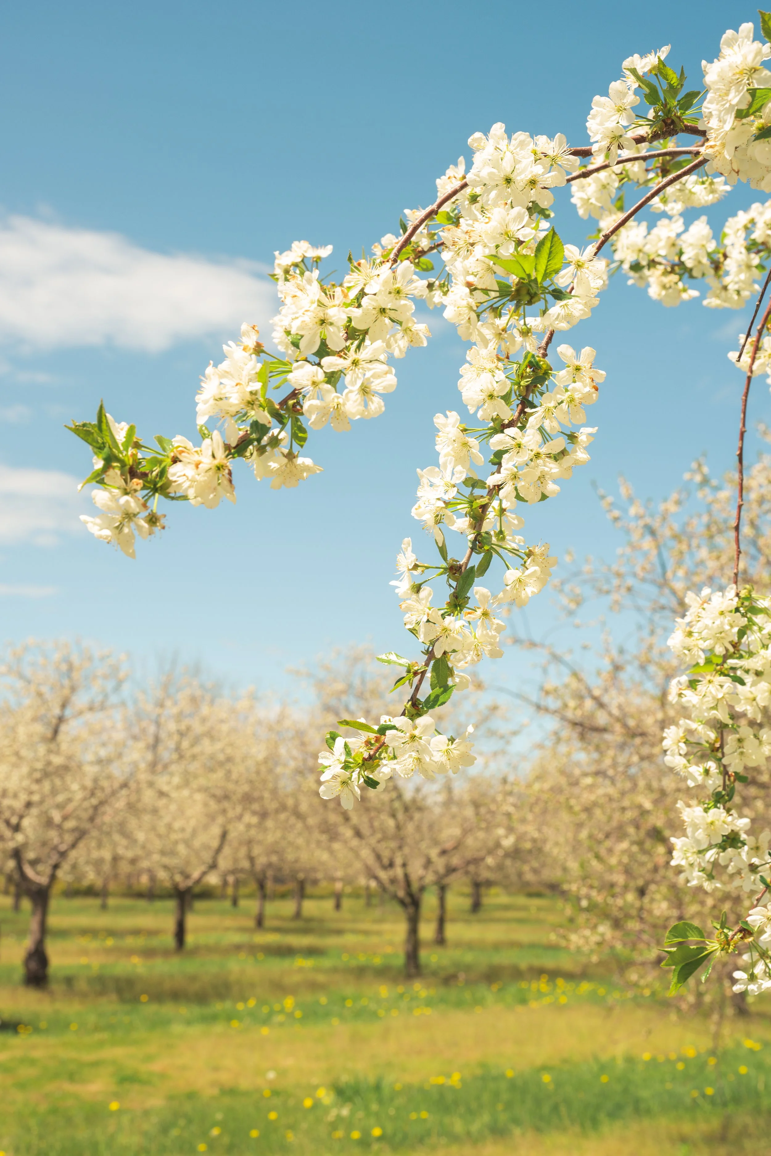 Blooms+trees-2-fw.jpg
