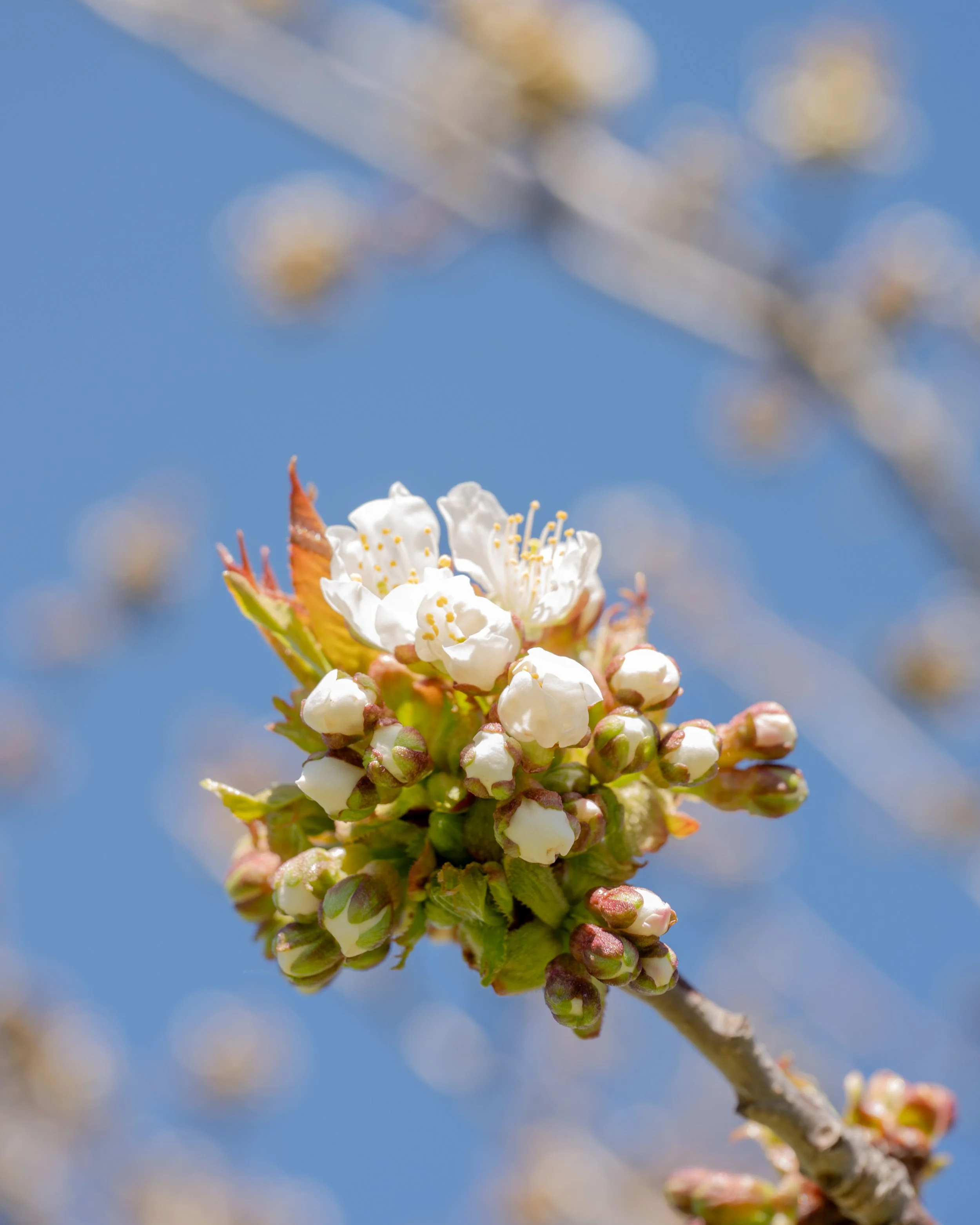 Bloom-3-FW.jpg