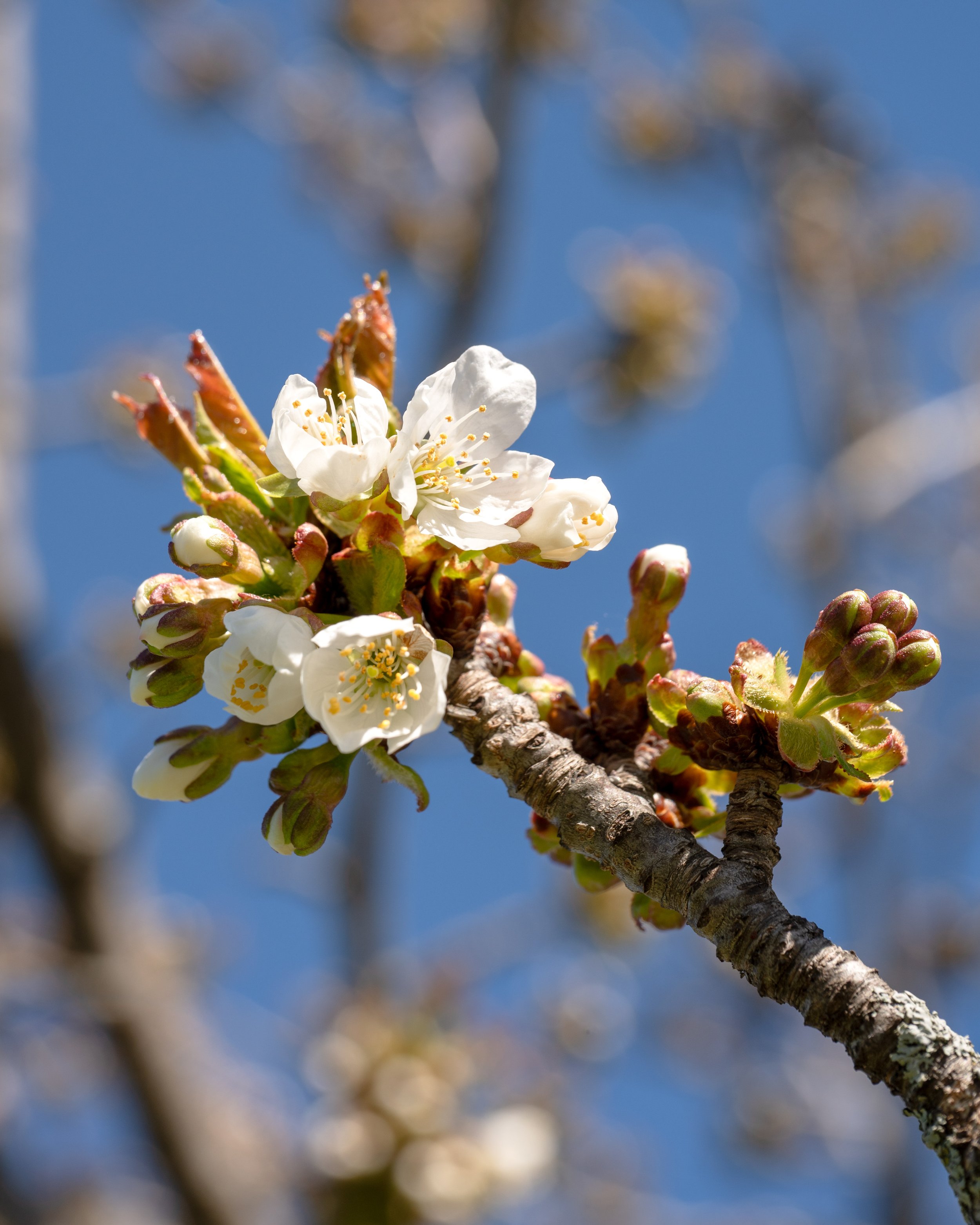 Bloom-1-FW.jpg