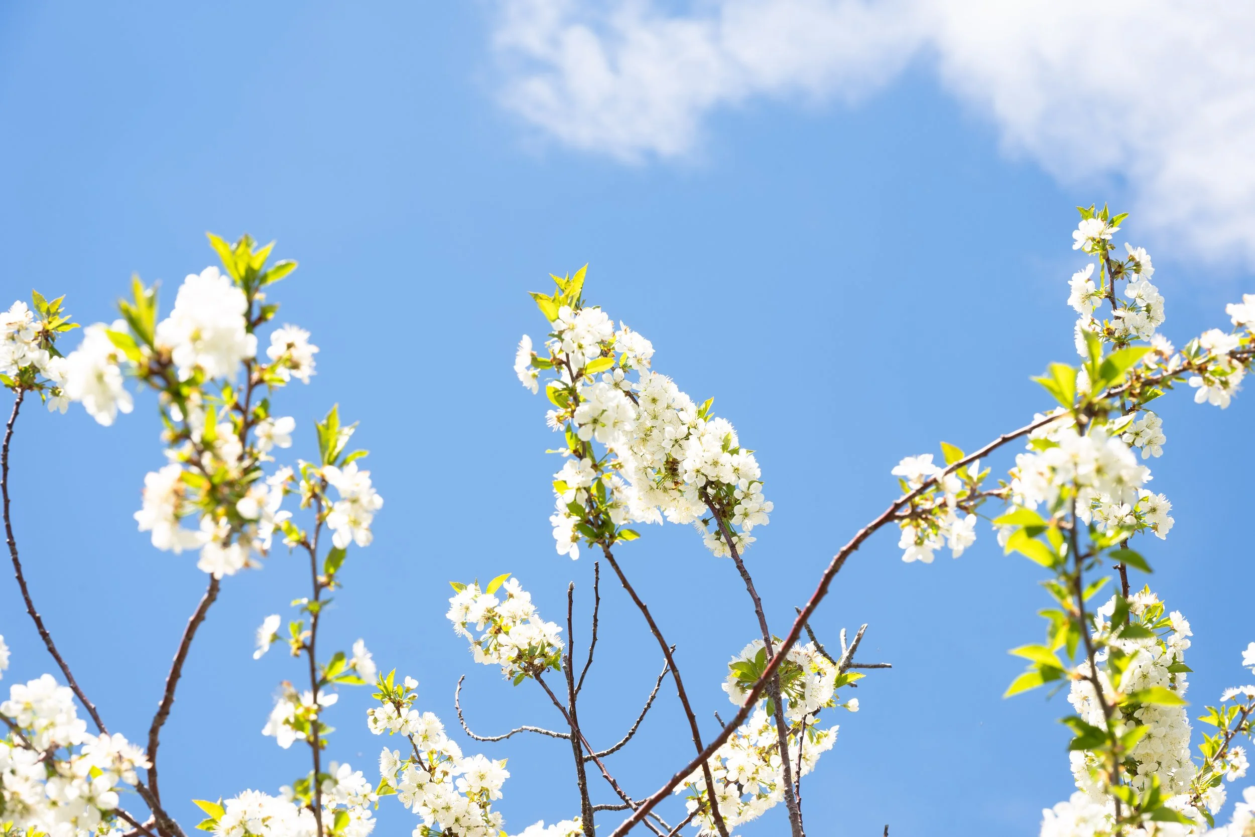 Blossom-tree-2-FW.jpg