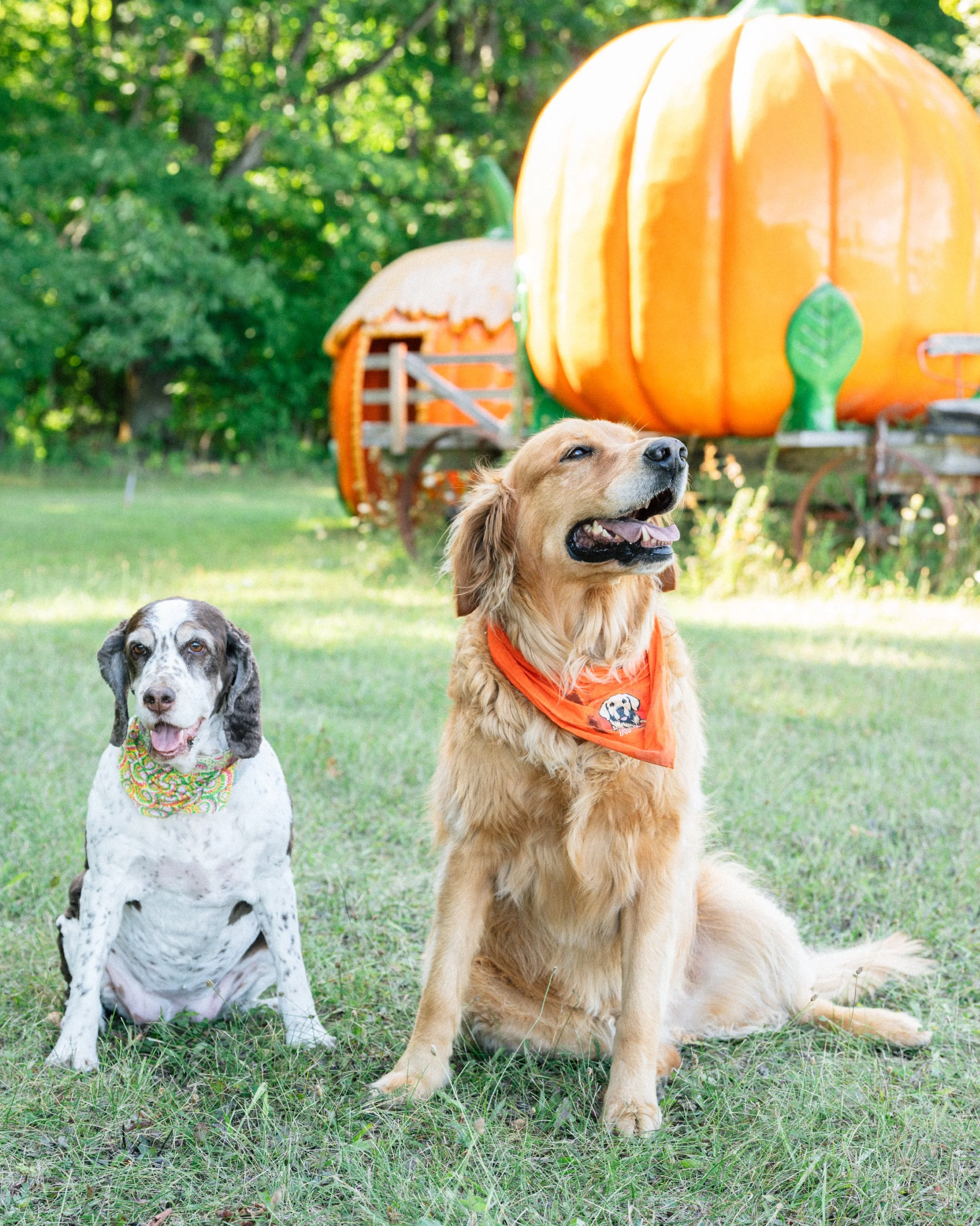Archer+harper-pumkins-fw.jpg