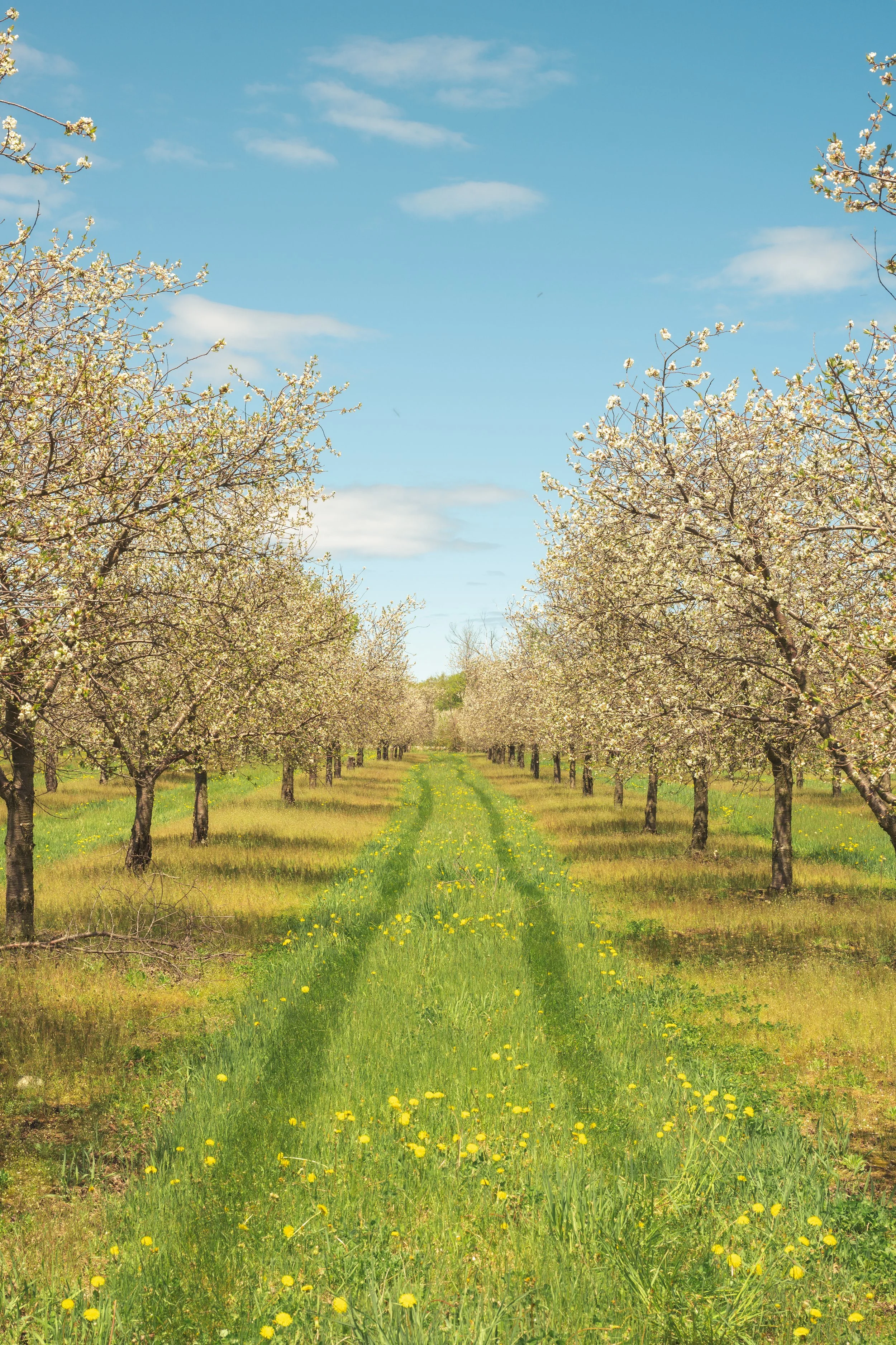 Cherrytrees-tiremarks-1-fw.jpg