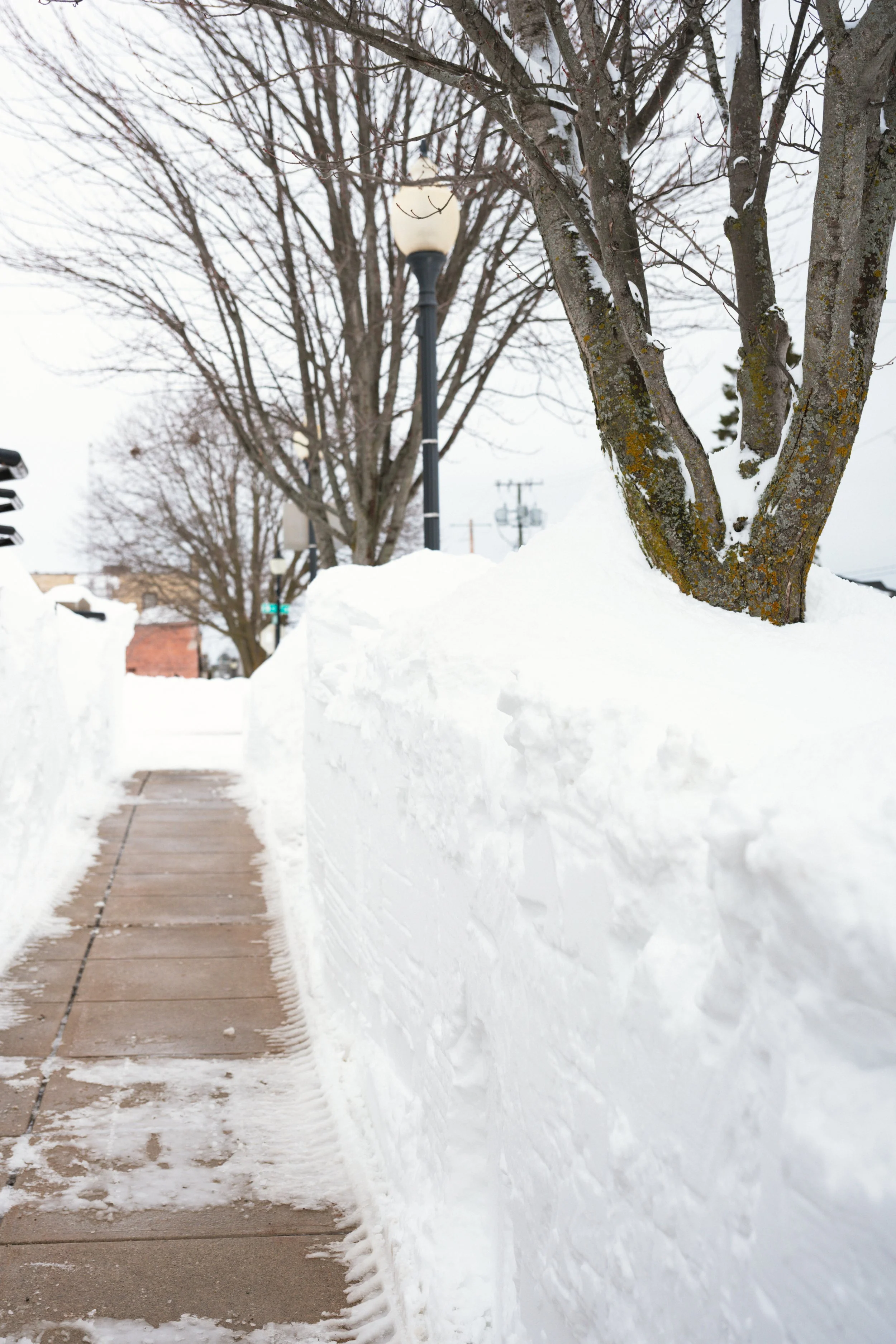 Sidewalk-tree-fw.jpg