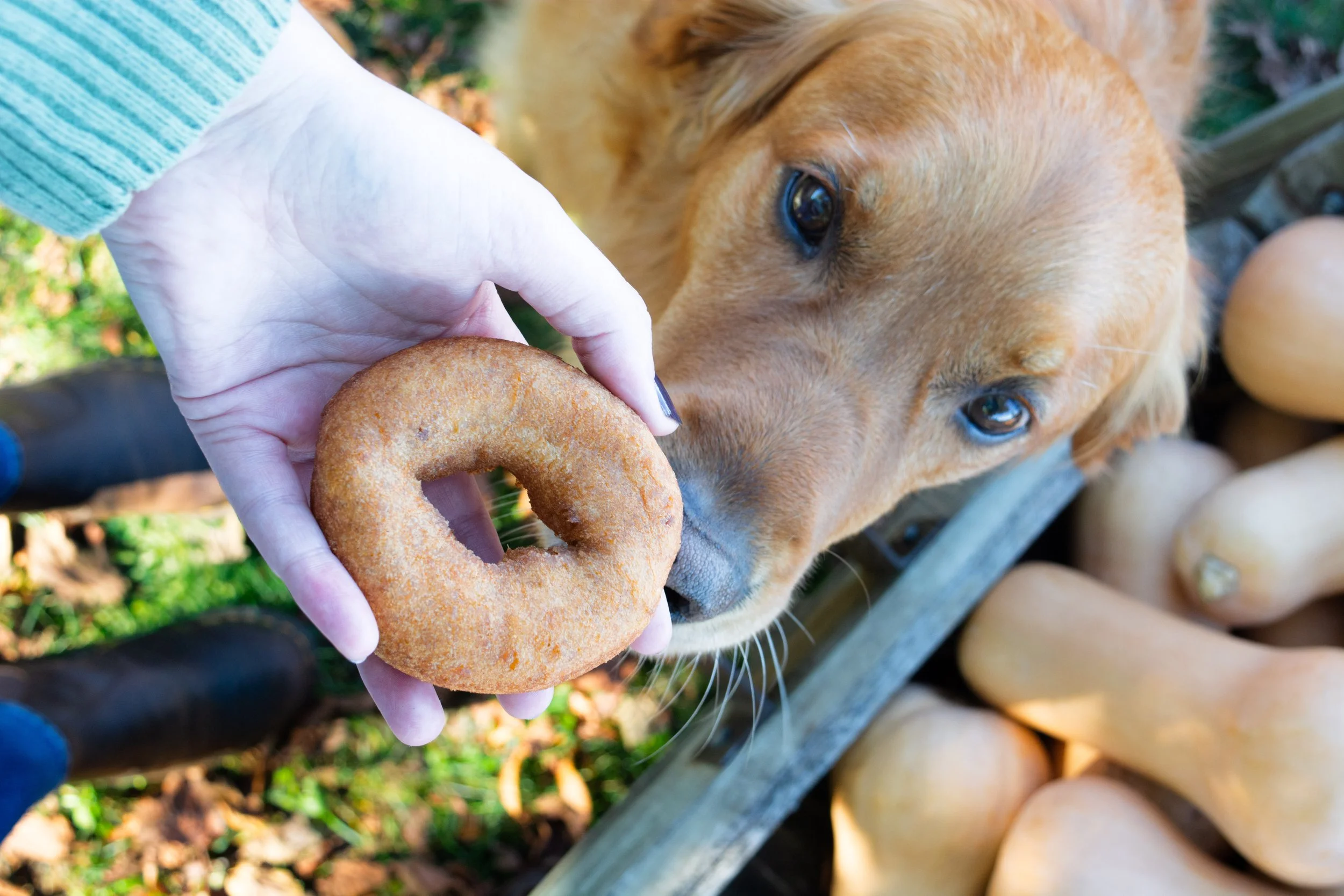 Archer+Ciderdonut-FW1.jpg