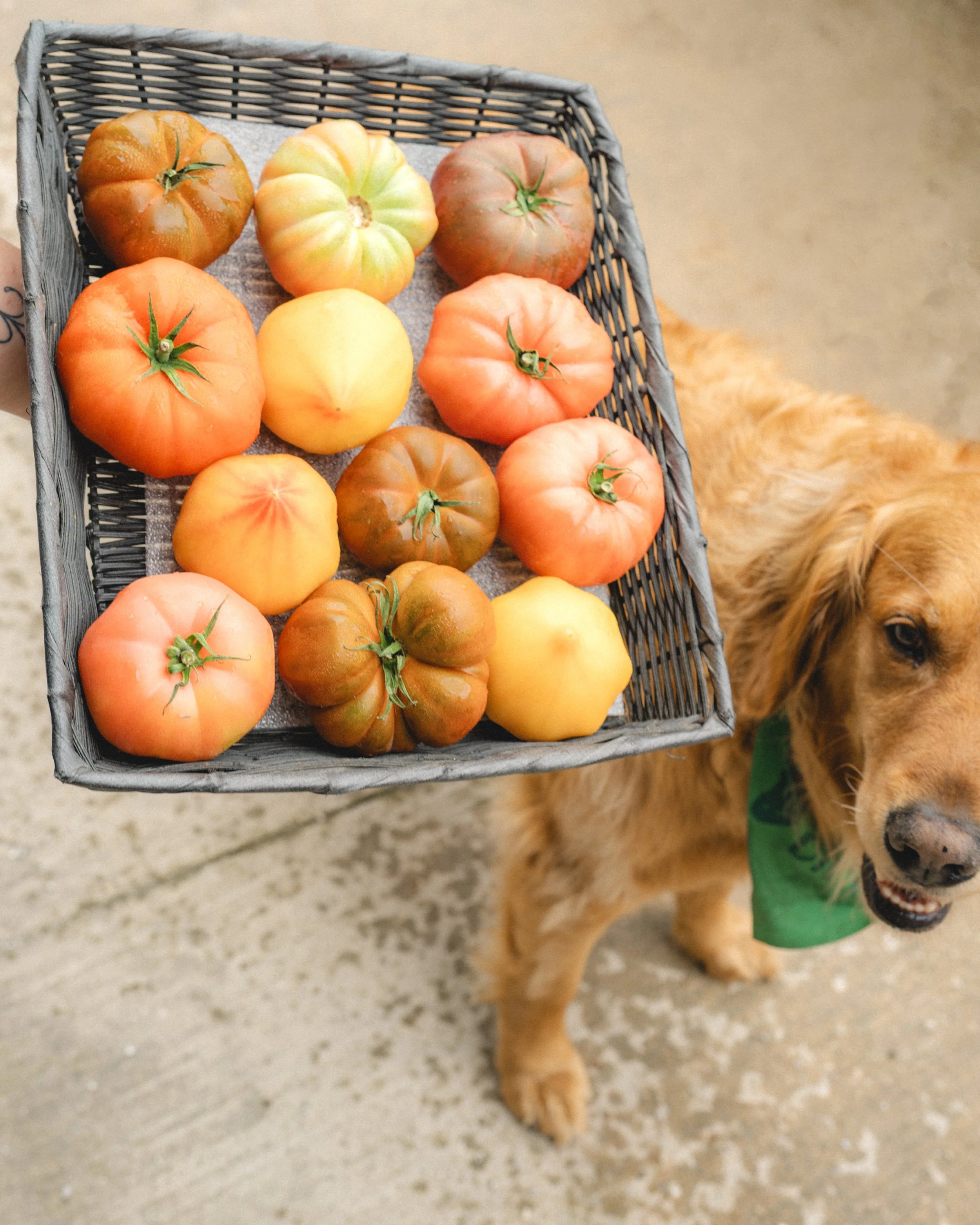 Tomatoes-archer-FW-post.jpg