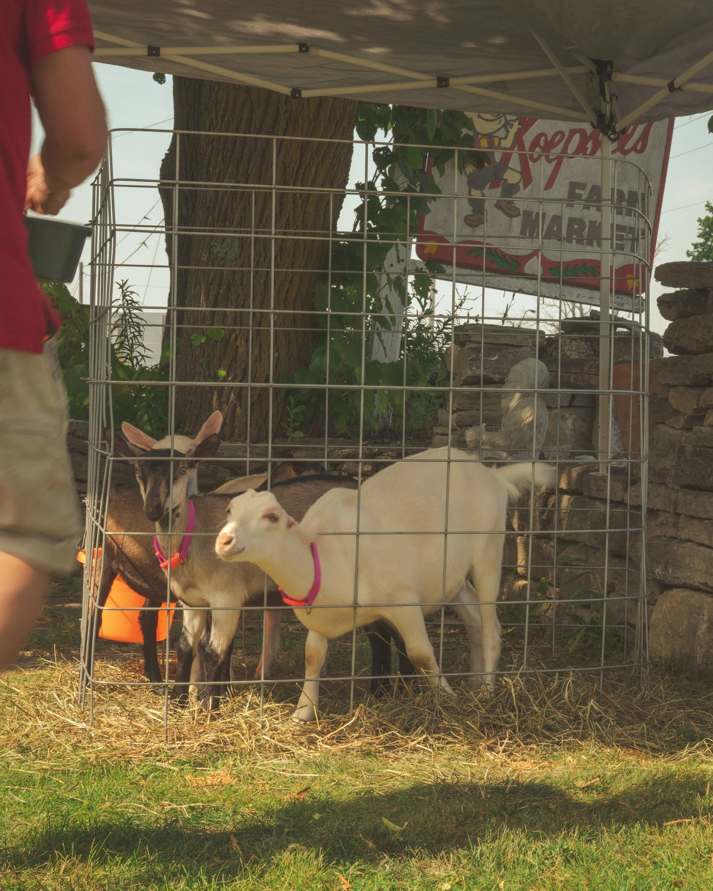 Goats-koepsels-fed-FW.jpg