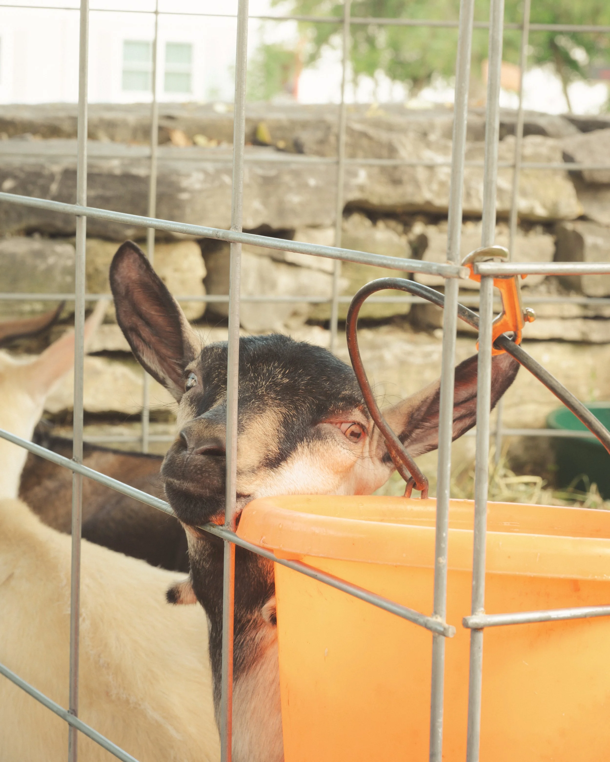 brown-goat-koepsels-fw.jpg