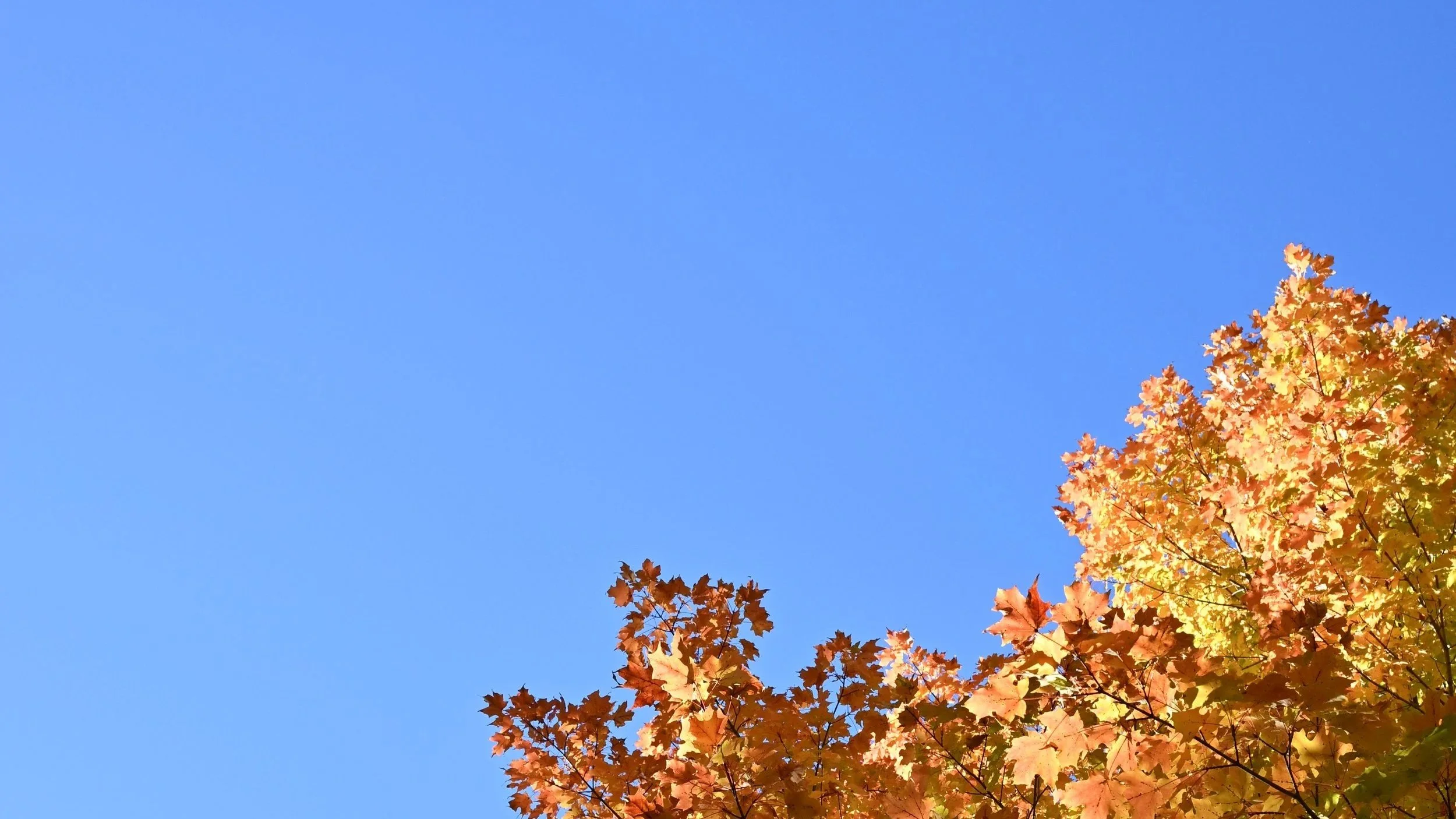 Fallcolor-penpark-FW.jpg