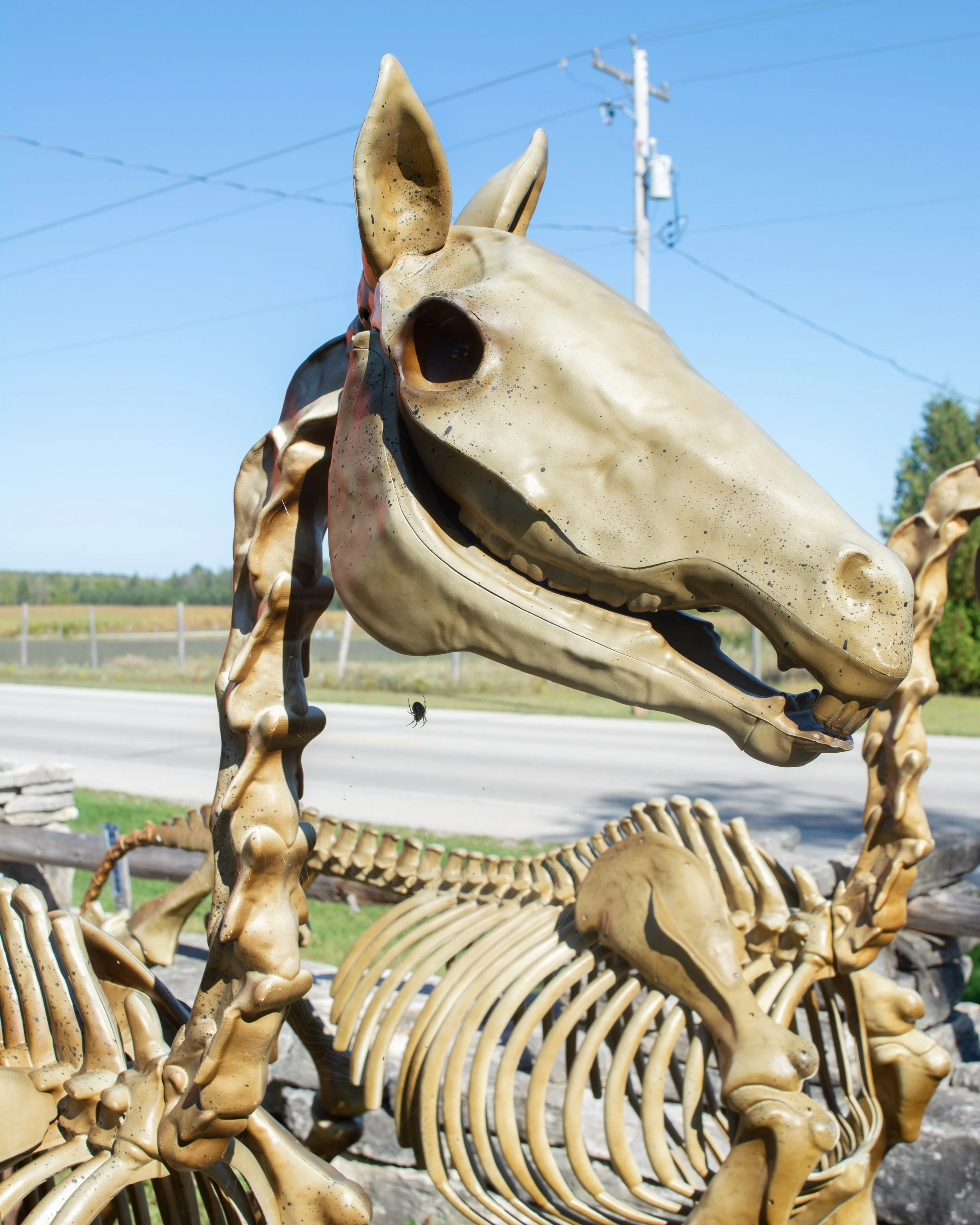 Halloween-Horse-FW.jpg