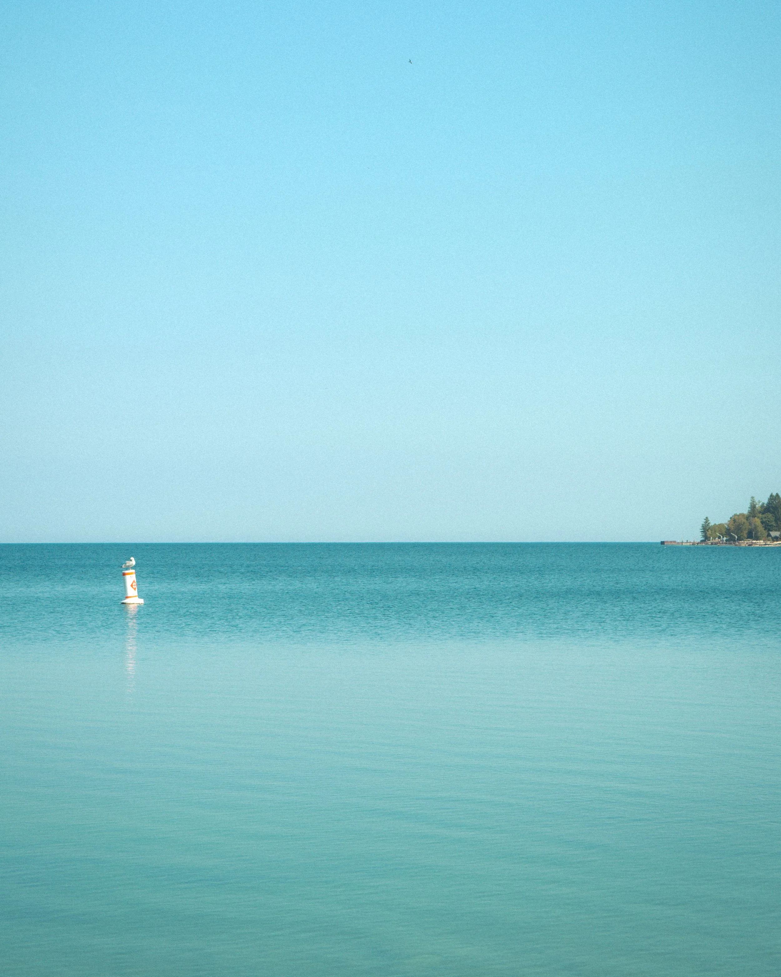 Lake-bird-WSI-fw.jpg