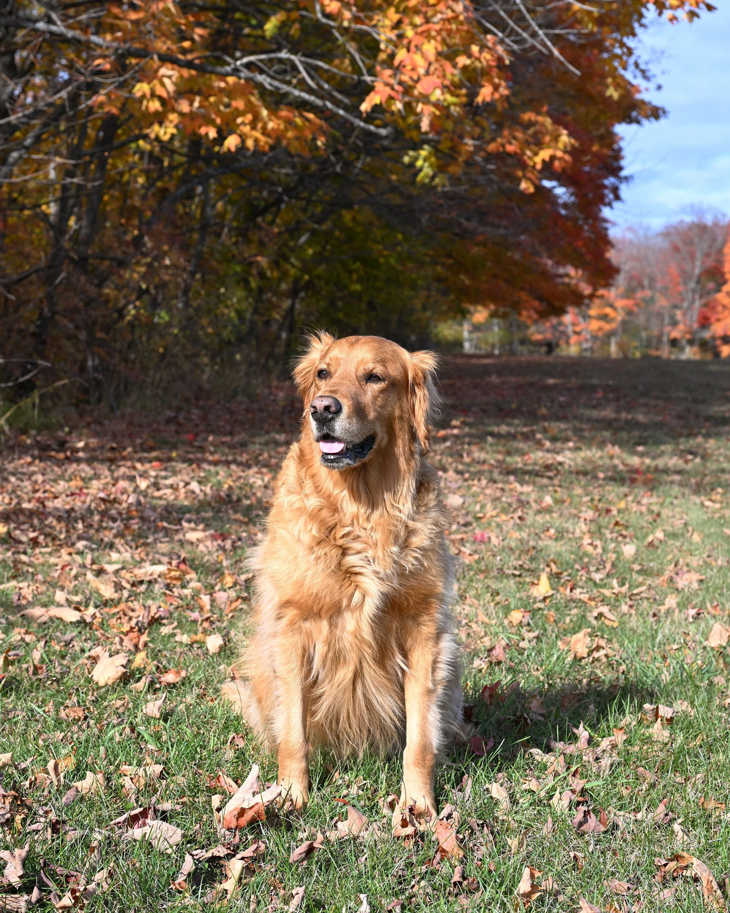 Archer-fallcolor-1-FW.jpg