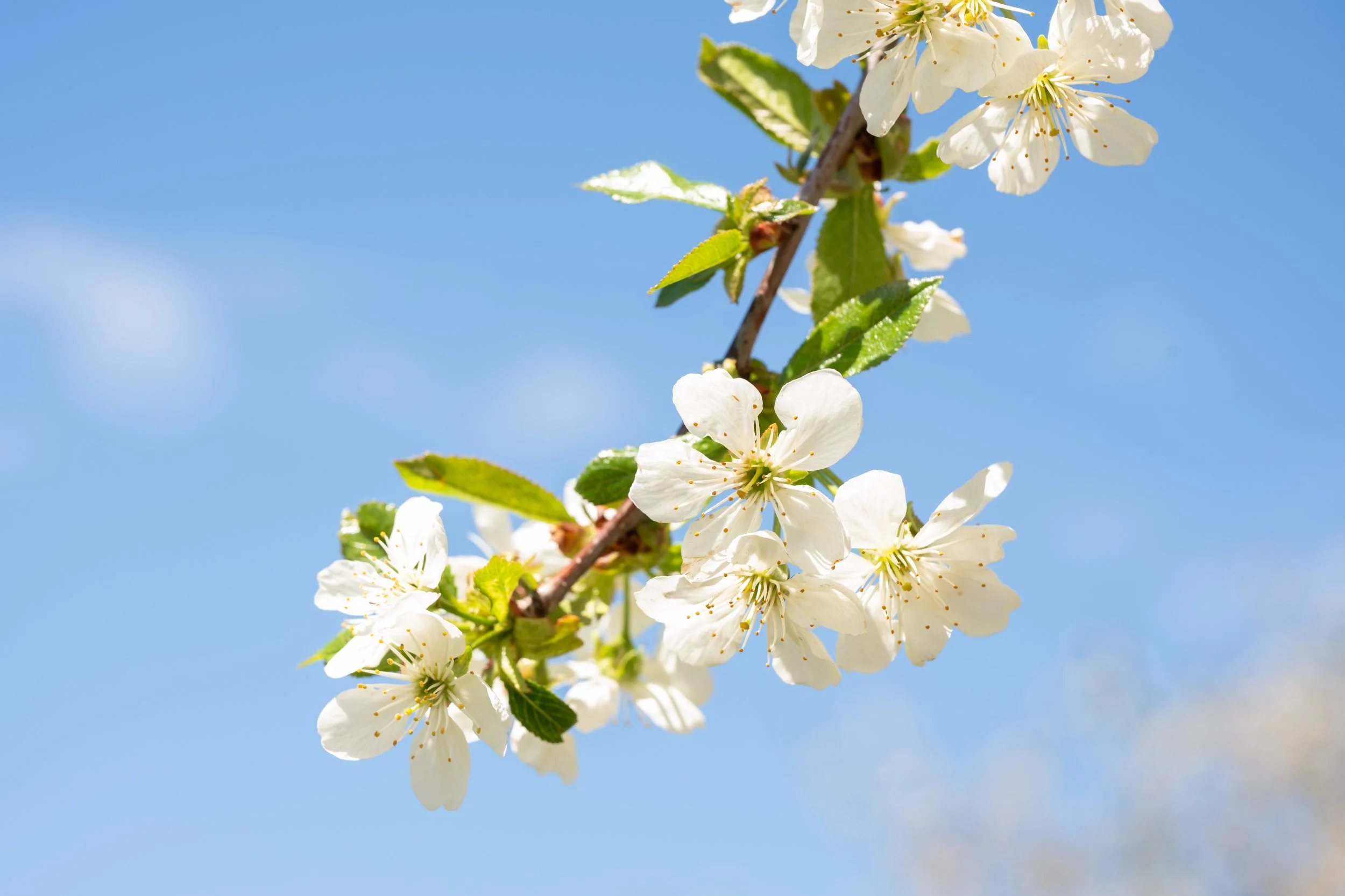 Blossom-closeup-FW.jpg