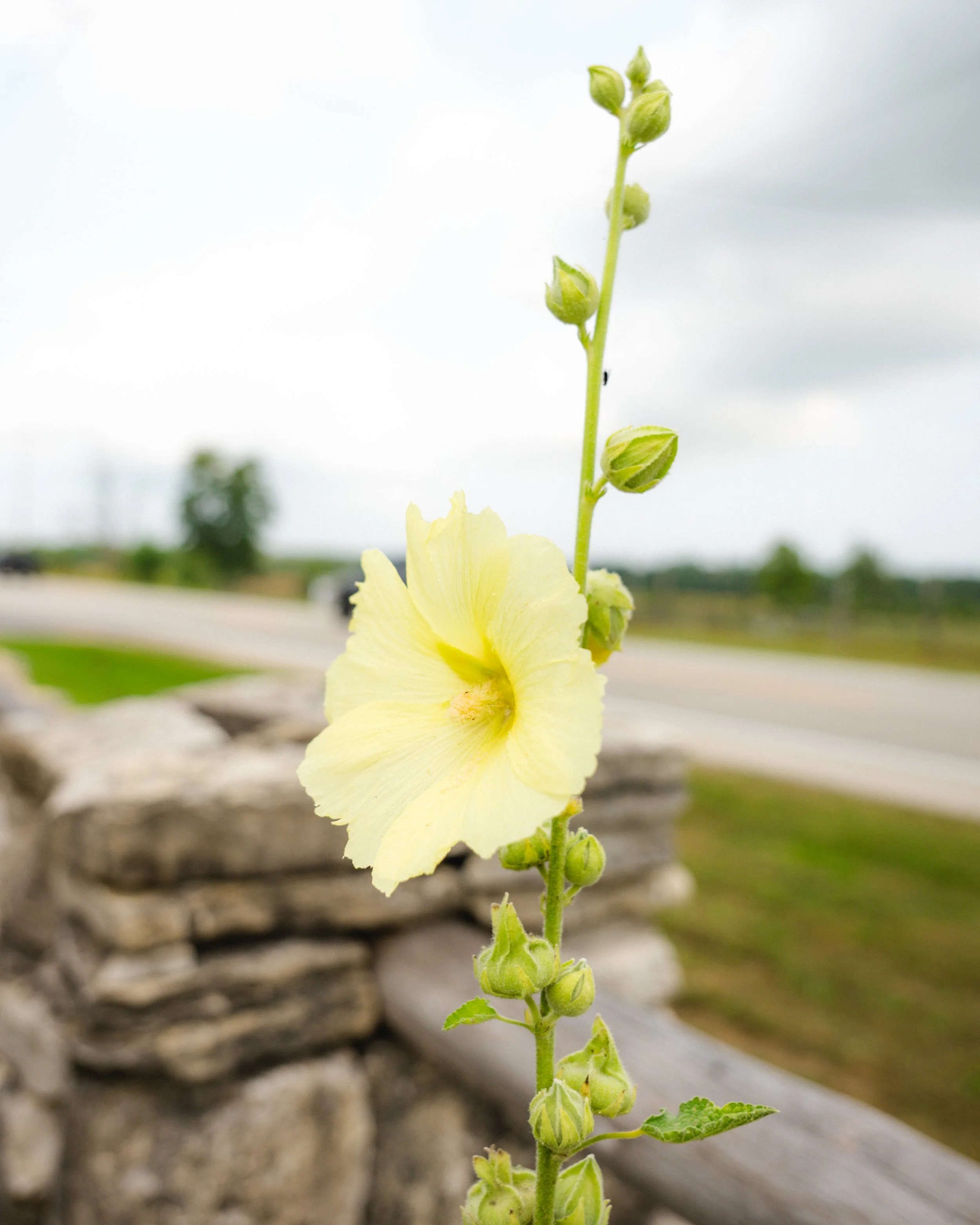 yellow-flower-fw.jpg
