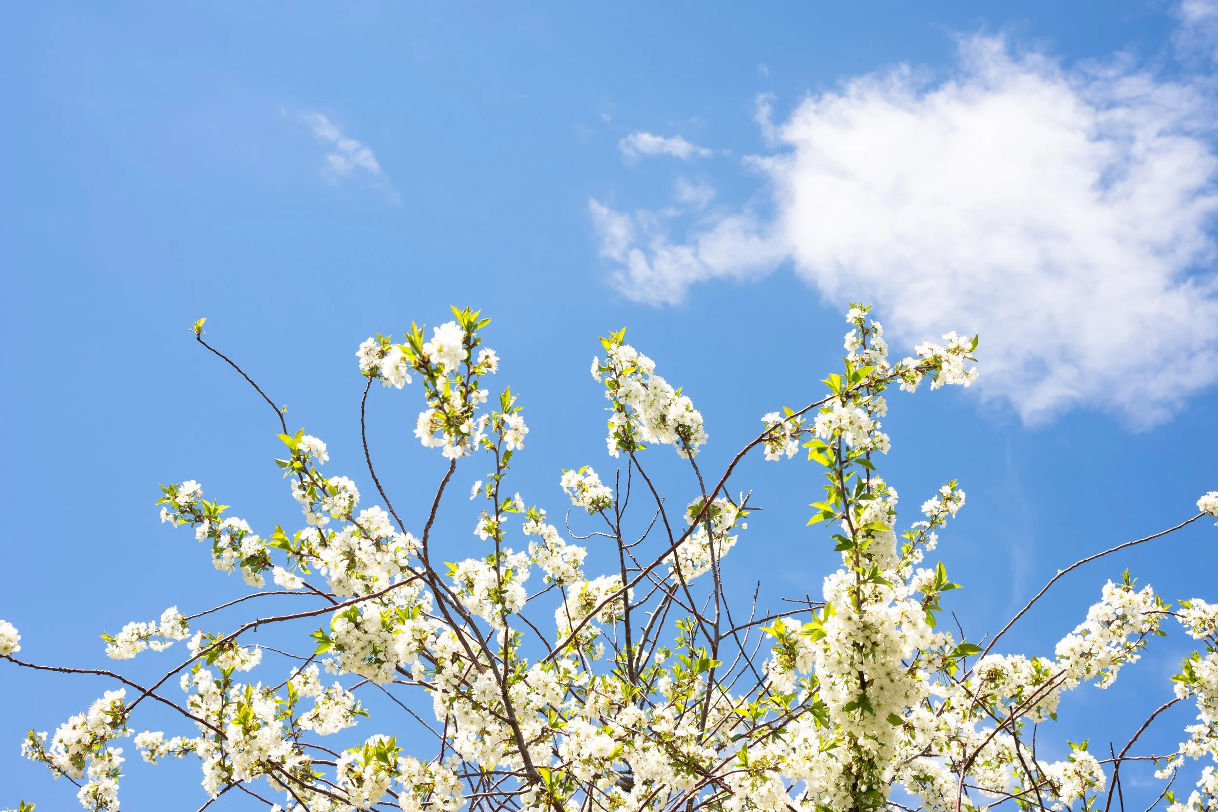 Blossom-tree-FW.jpg