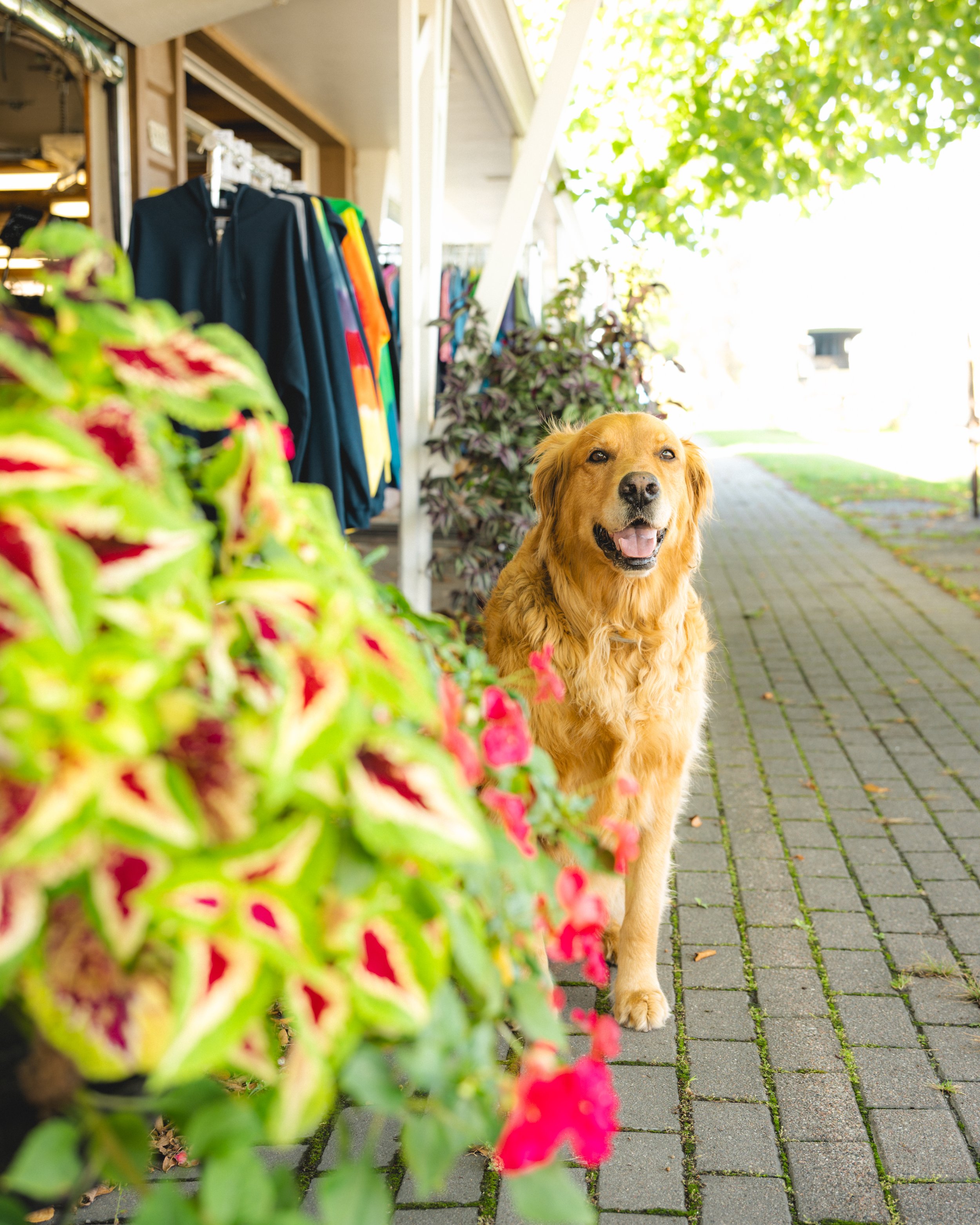 Archer-market-flowers-fw.jpg