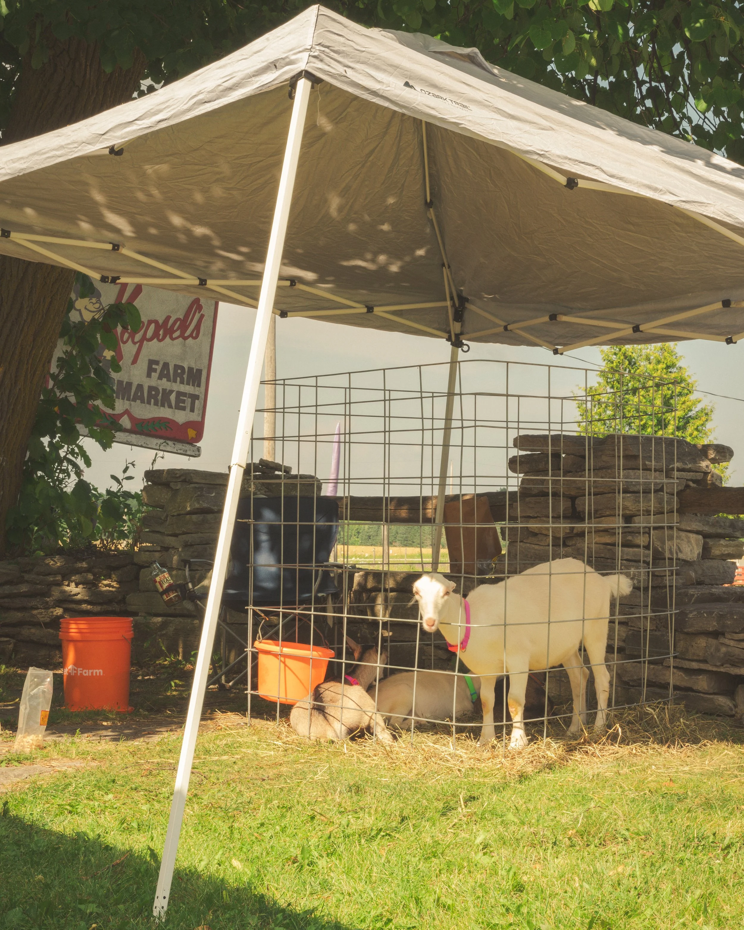 goat-koepsels-4-fw.jpg