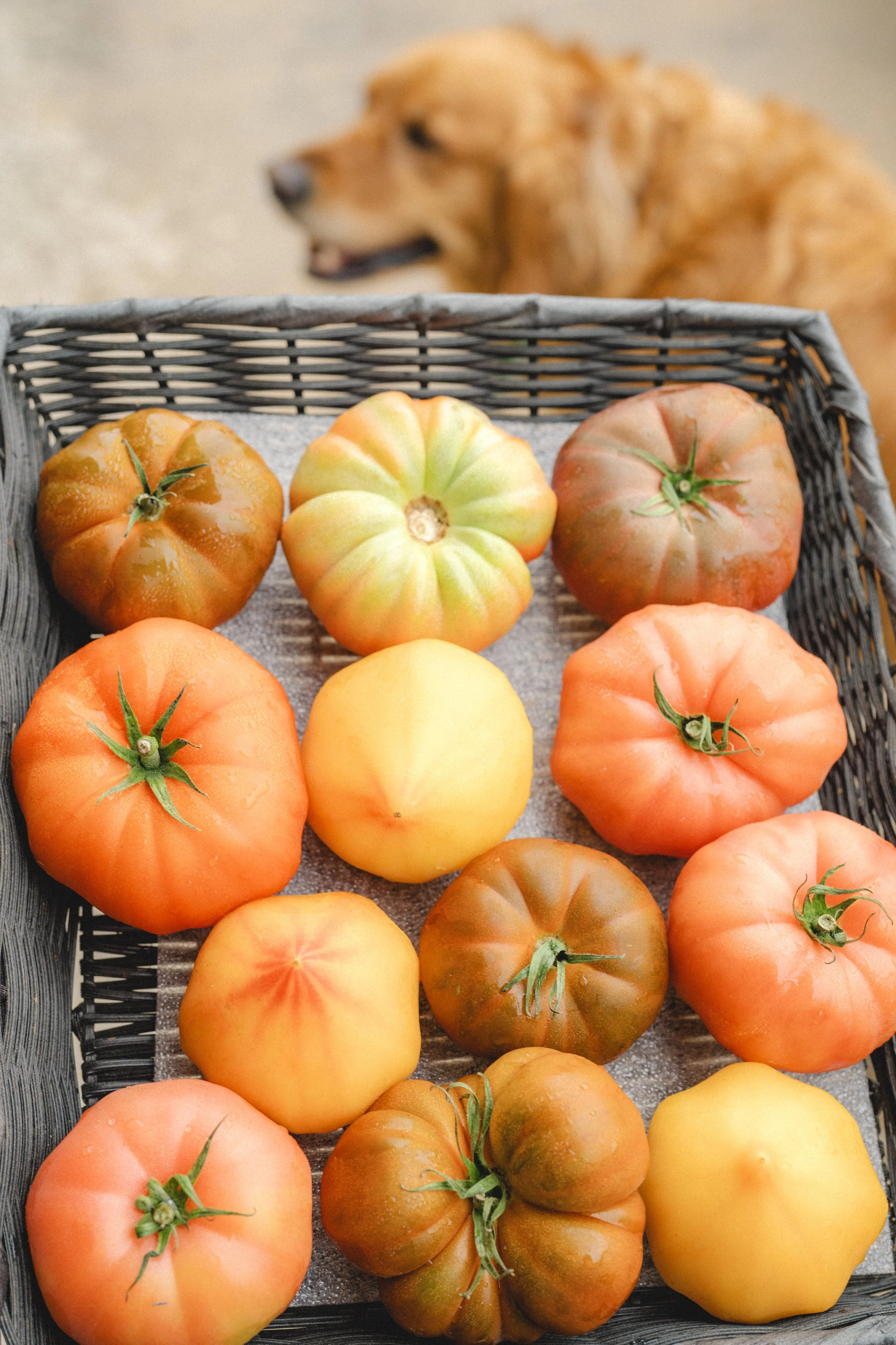 Closeup-tomatoes-archer-fw.jpg