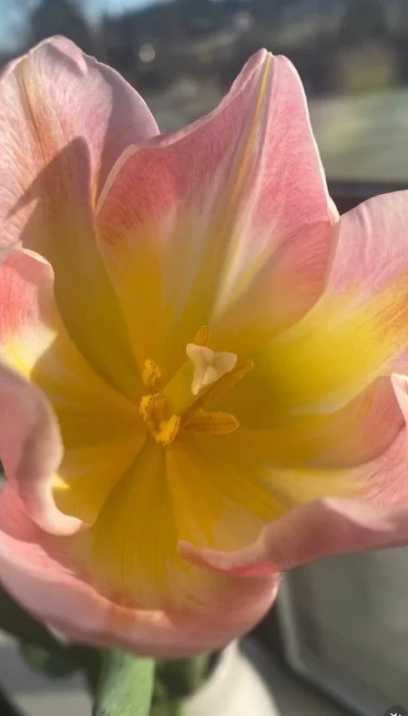 Screenshot 2026-01-12 123219.jpg