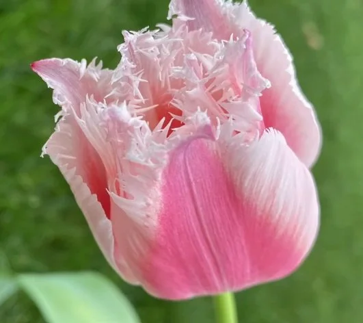 Screenshot 2026-01-12 123311.jpg