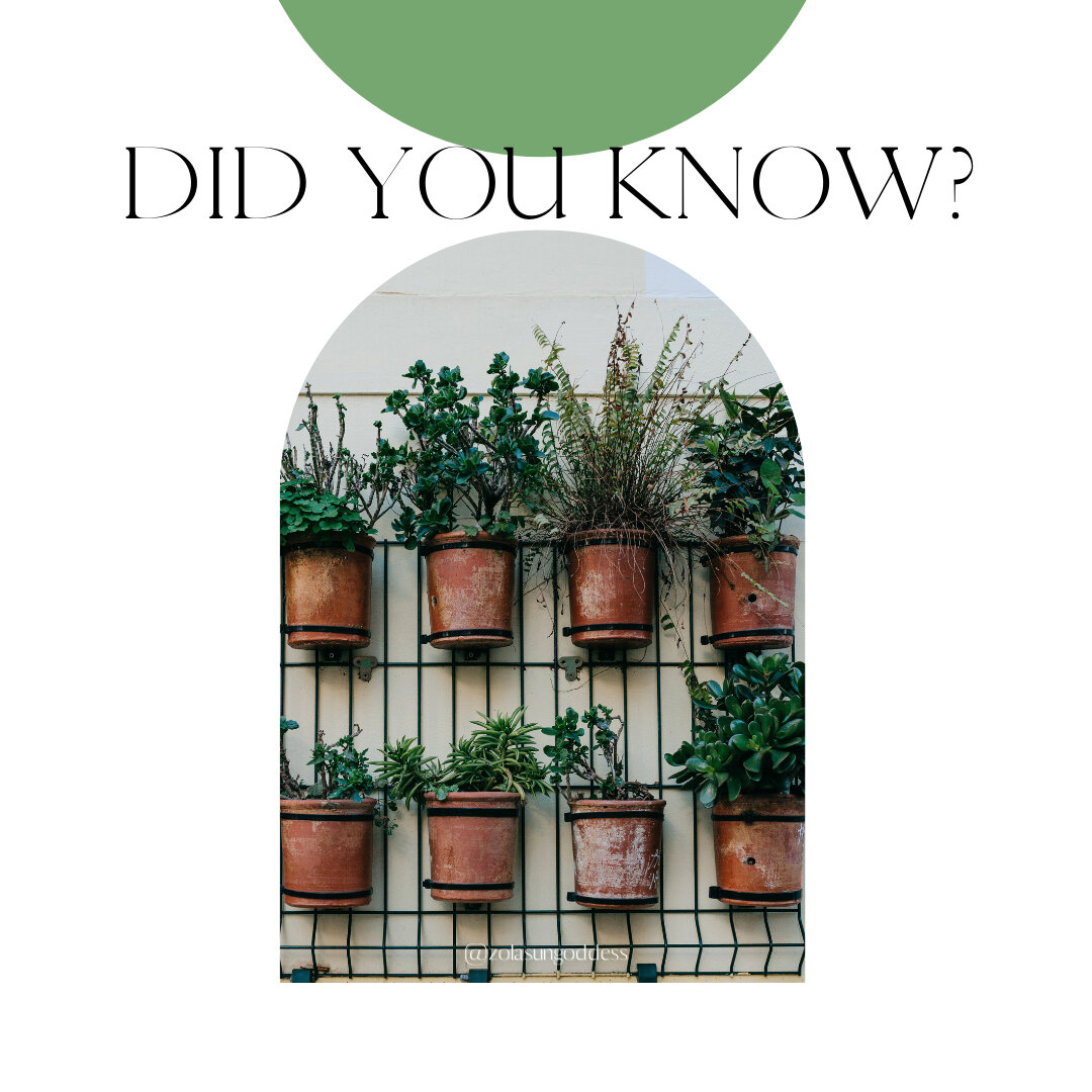 Did you know?​​​​​​​​
.​​​​​​​​
PLANTS​​​​​​​​
.​​​​​​​​
They clean the air. Some houseplants remove indoor air pollutants.​​​​​​​​
.​​​​​​​​
They help you feel more energetic. ​​​​​​​​
.​​​​​​​​
Plants remove carbon dioxide from the air during photo