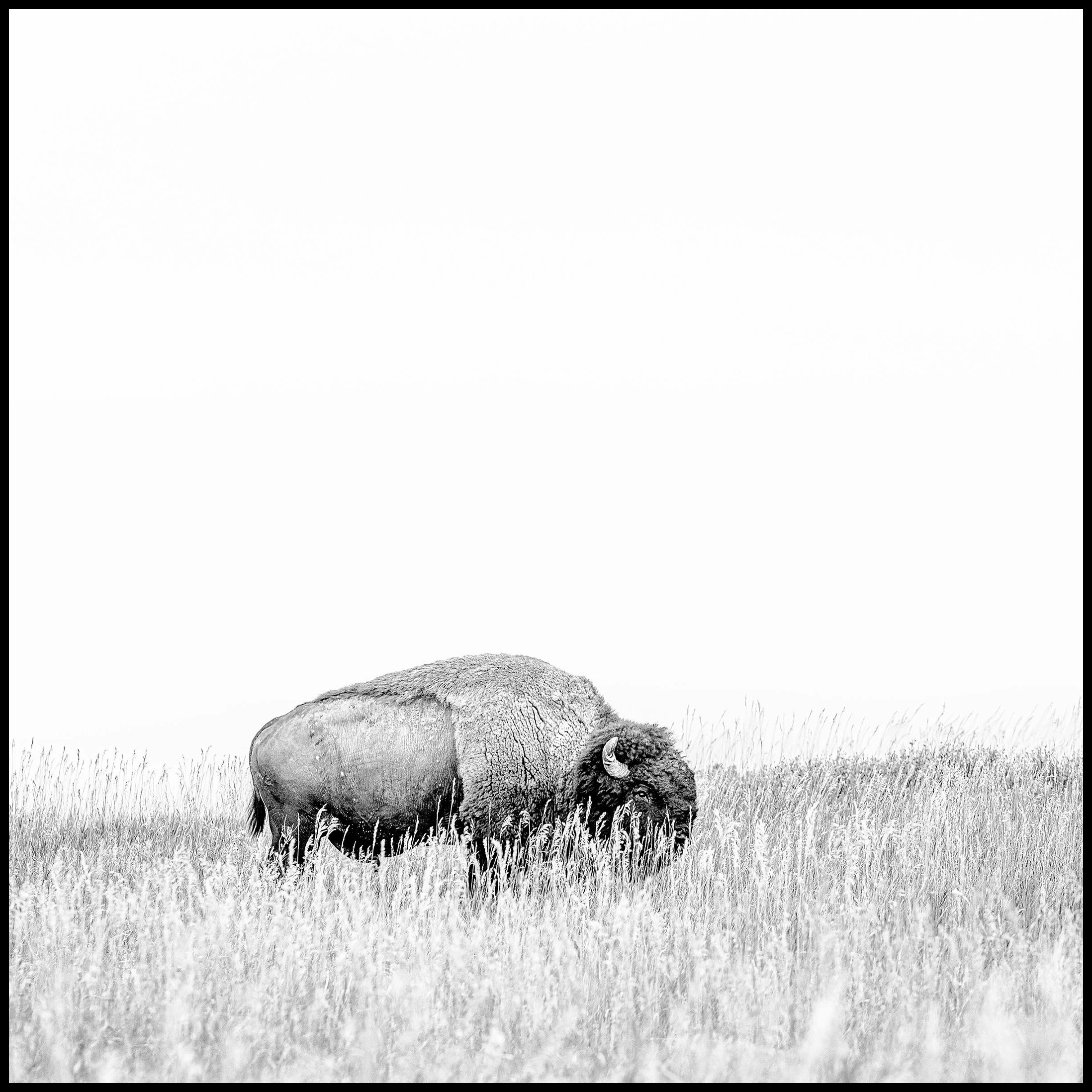 A solitary bison grazing in a field of tall grass, black and white photography.  Bison Buffalo Medora Theodore Roosevelt National Park North Dakota Portrait Advertising Nature Travel Photography KyleSmithPhoto.