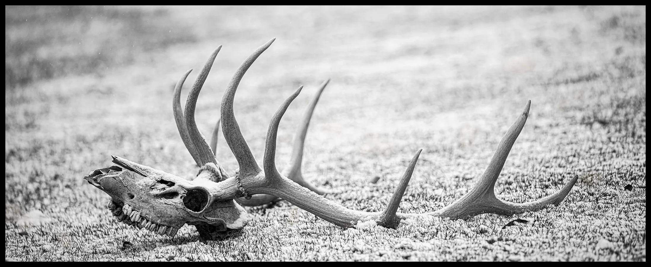 A black and white photograph of an animal skull with large antlers lying on the ground in a snow-covered landscape.