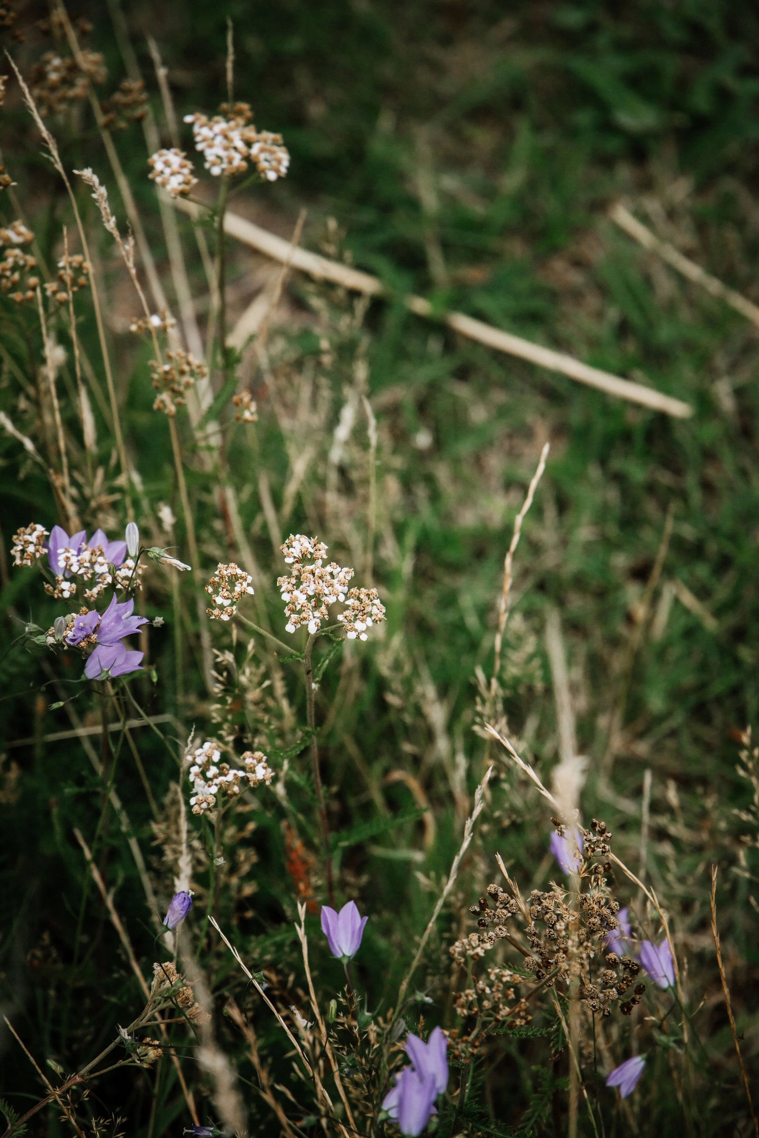 _MG_8529.JPG