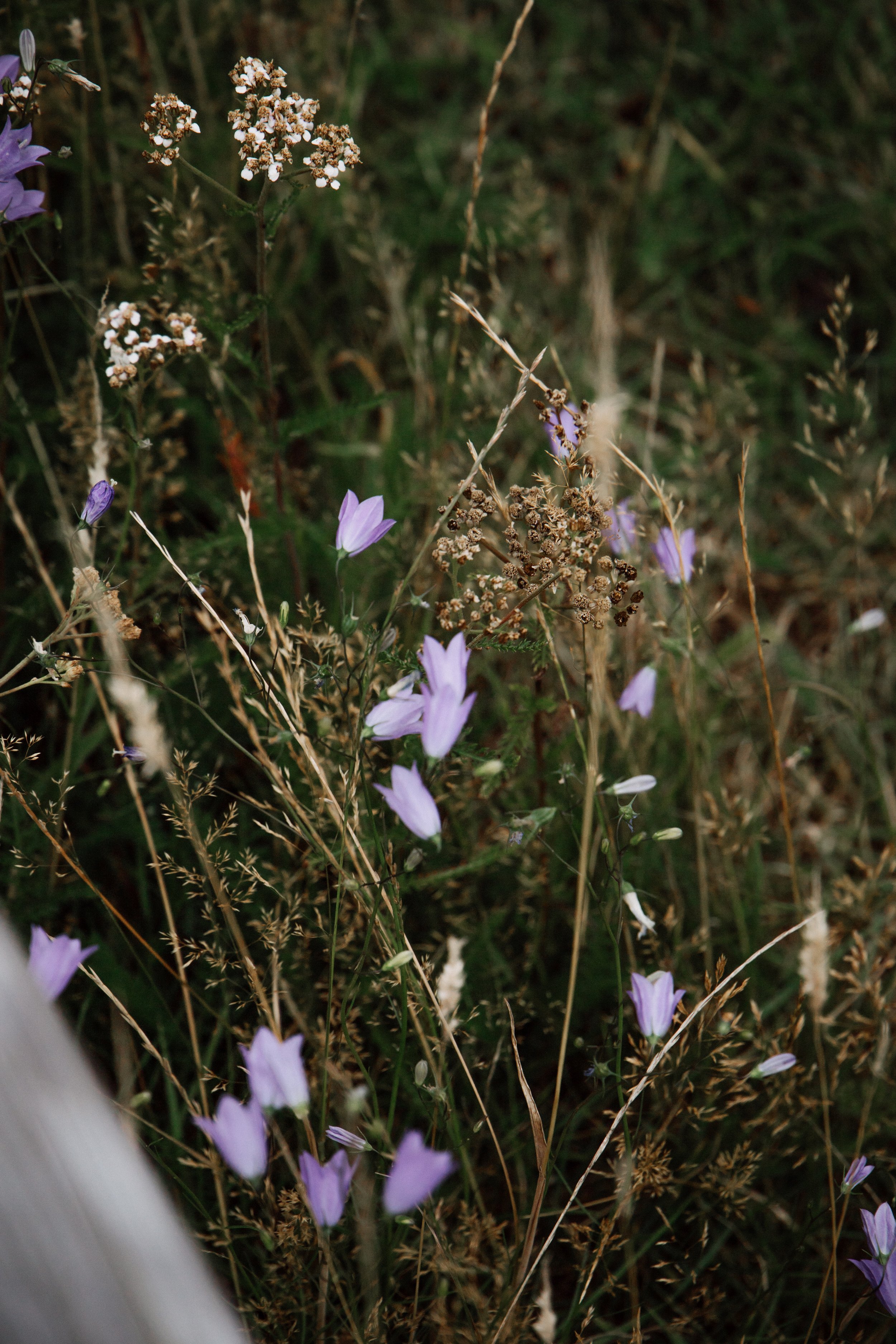 _MG_8528.JPG