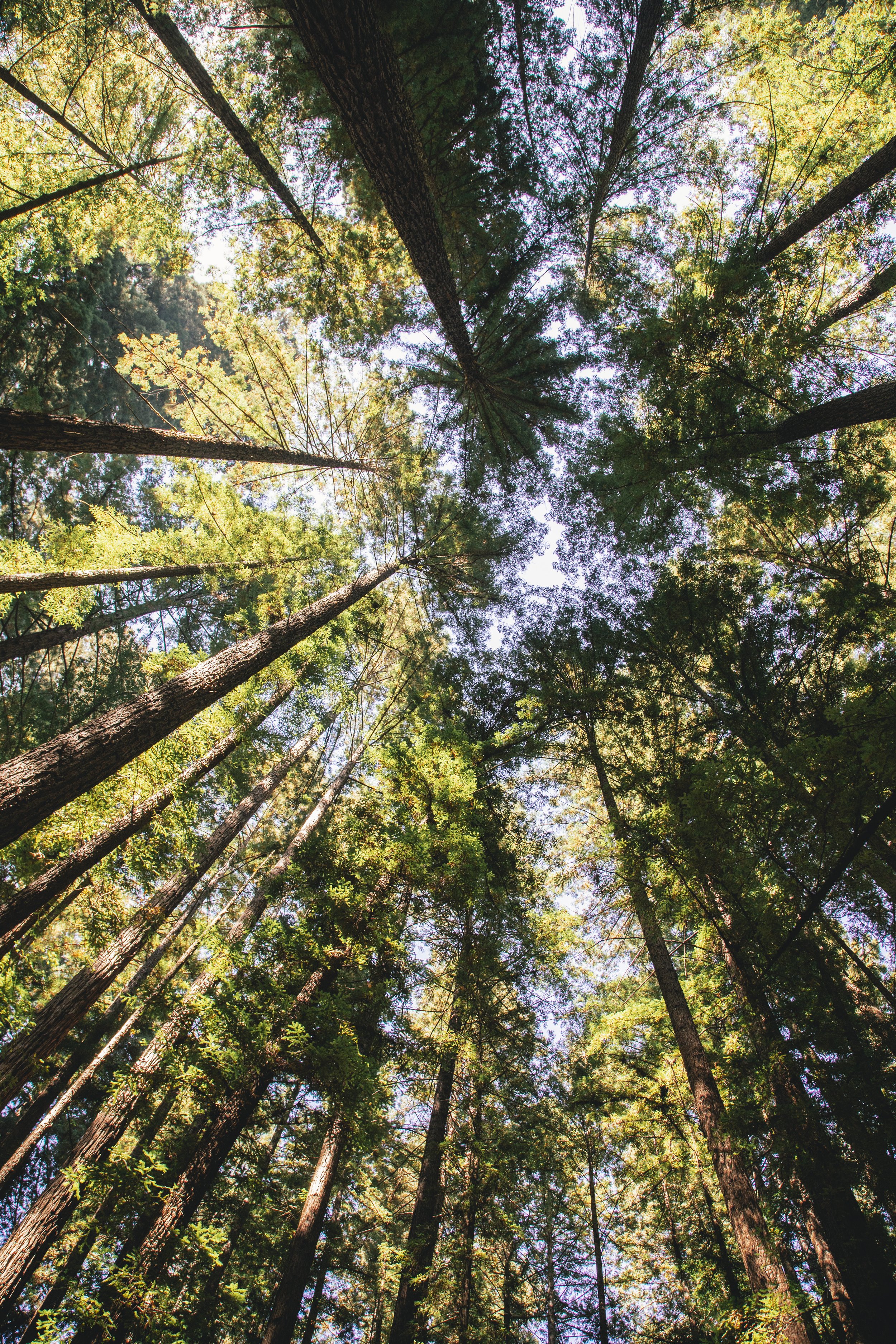 It's hard to communicate just how big a redwood is. These are hundreds of feet tall and thousands of years old.