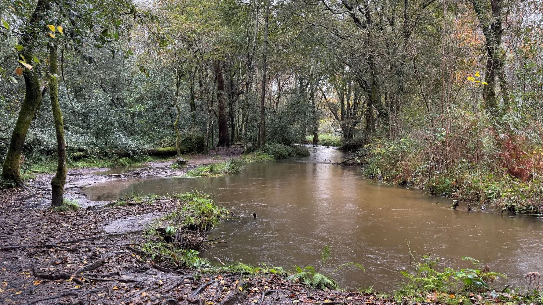Flooded forest trail on the Camino de Santiago after heavy rain, showing muddy paths and high water levels