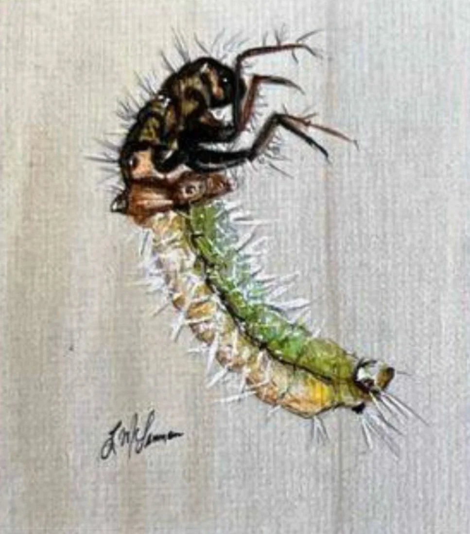 midge.jpg
