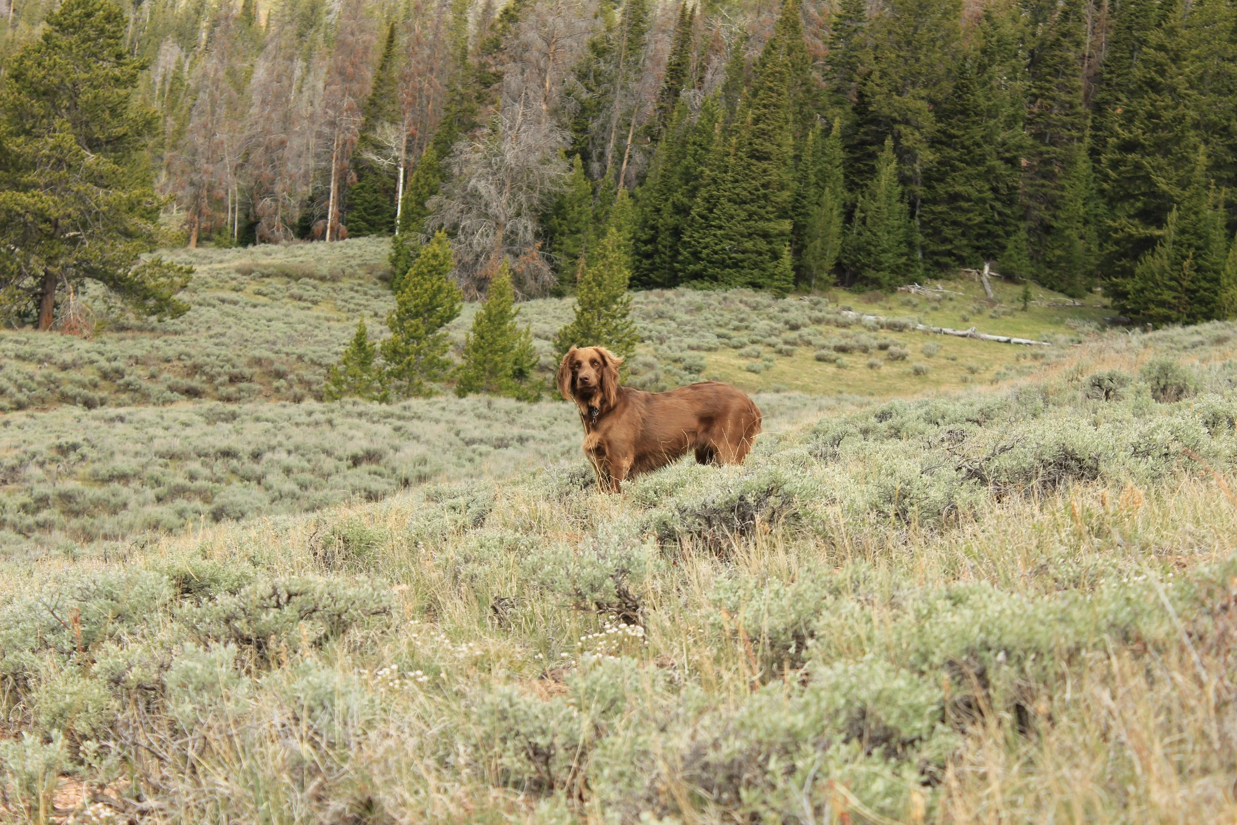 “THE WIND SOUNDS DIFFERENT IN WYOMING”