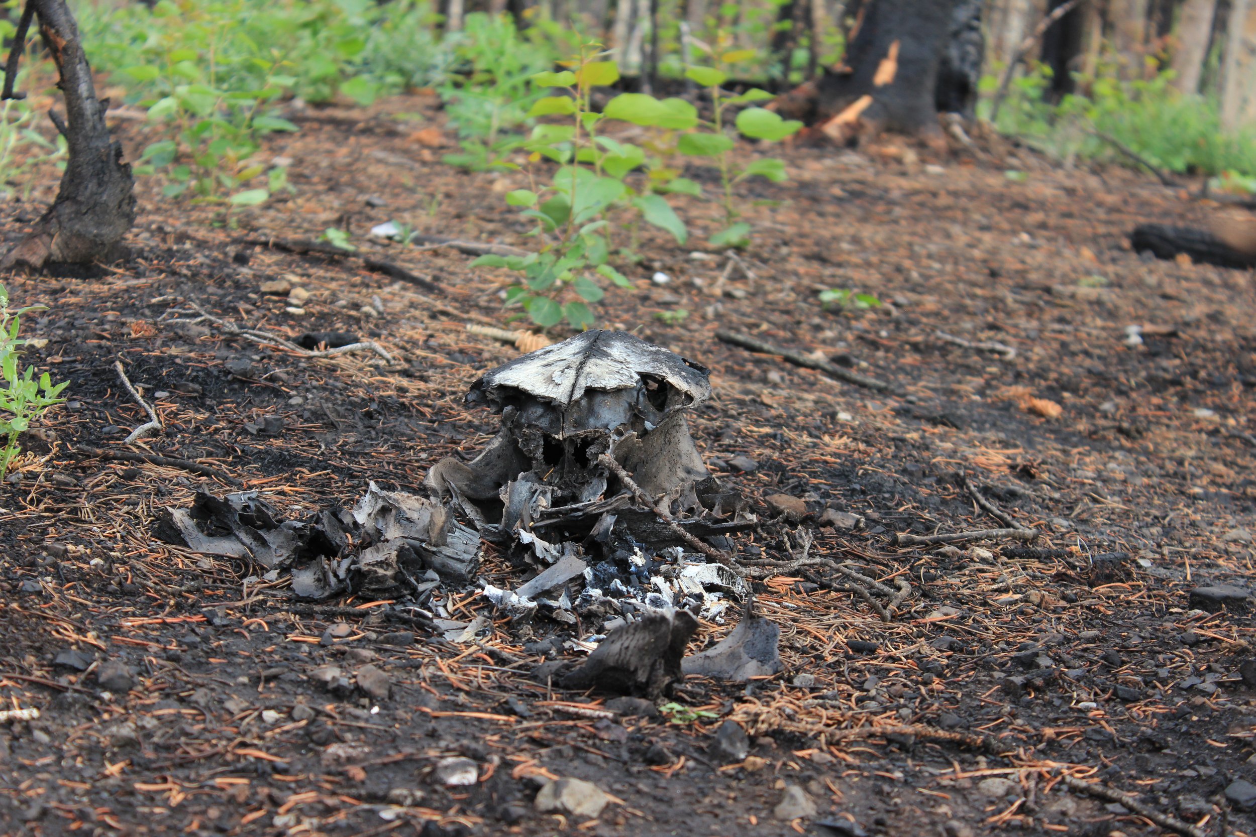 What the Fire Couldn't Take
