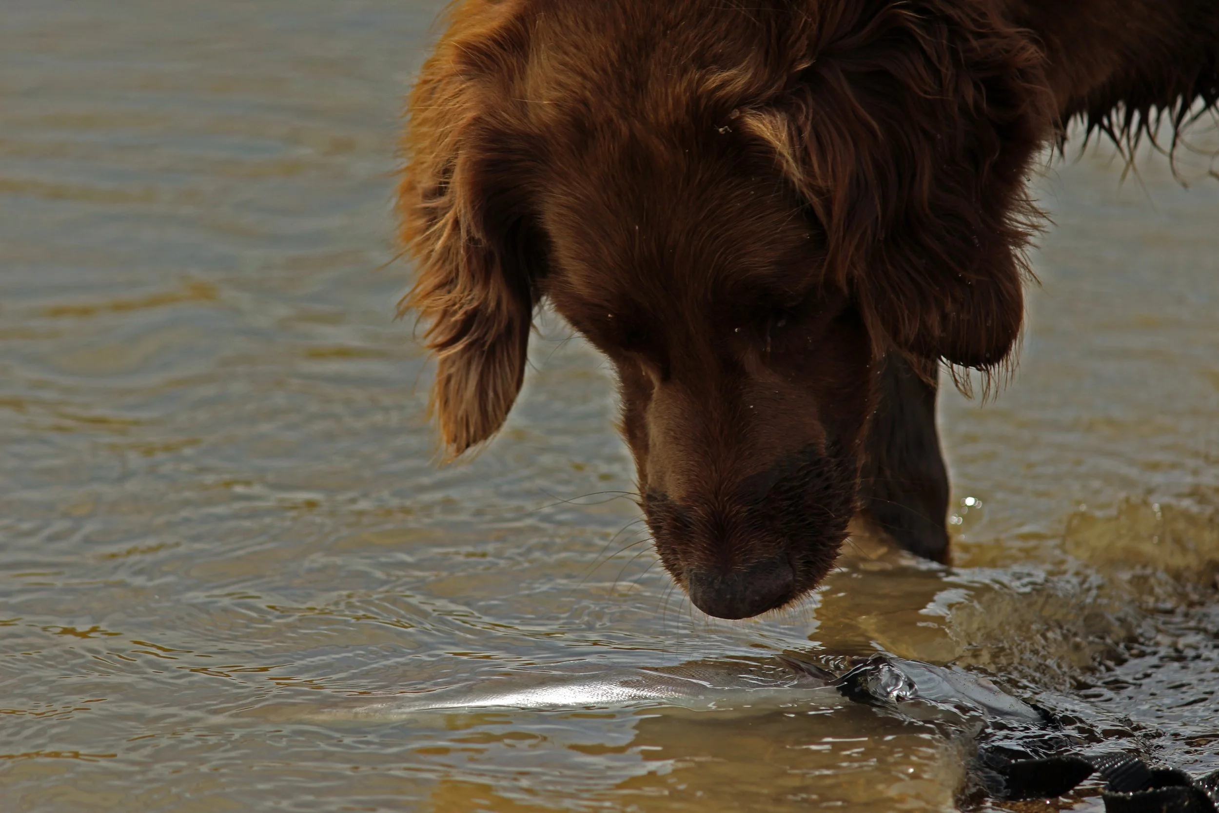 Ishtay "Wiggly Moose"